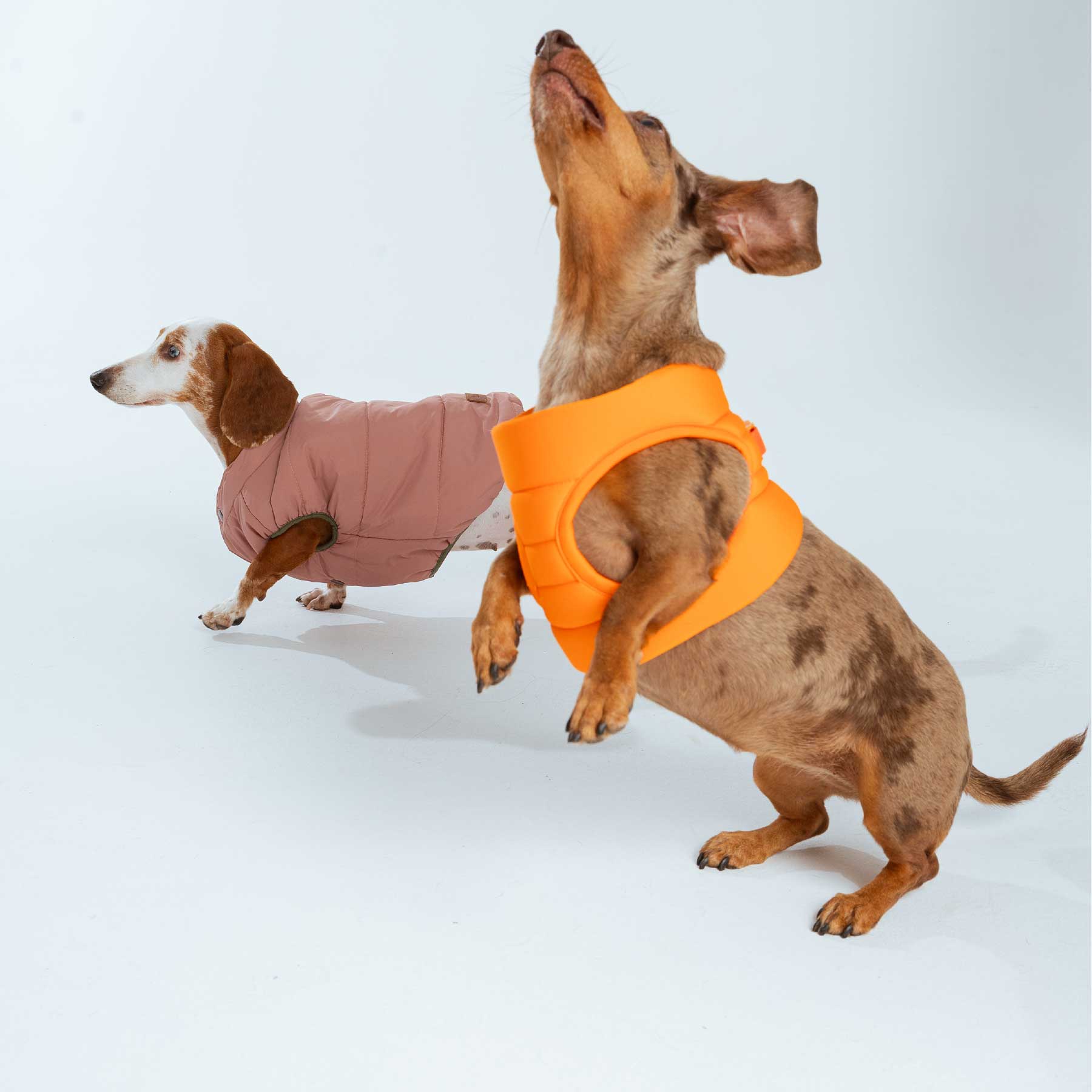 Pechera Orange