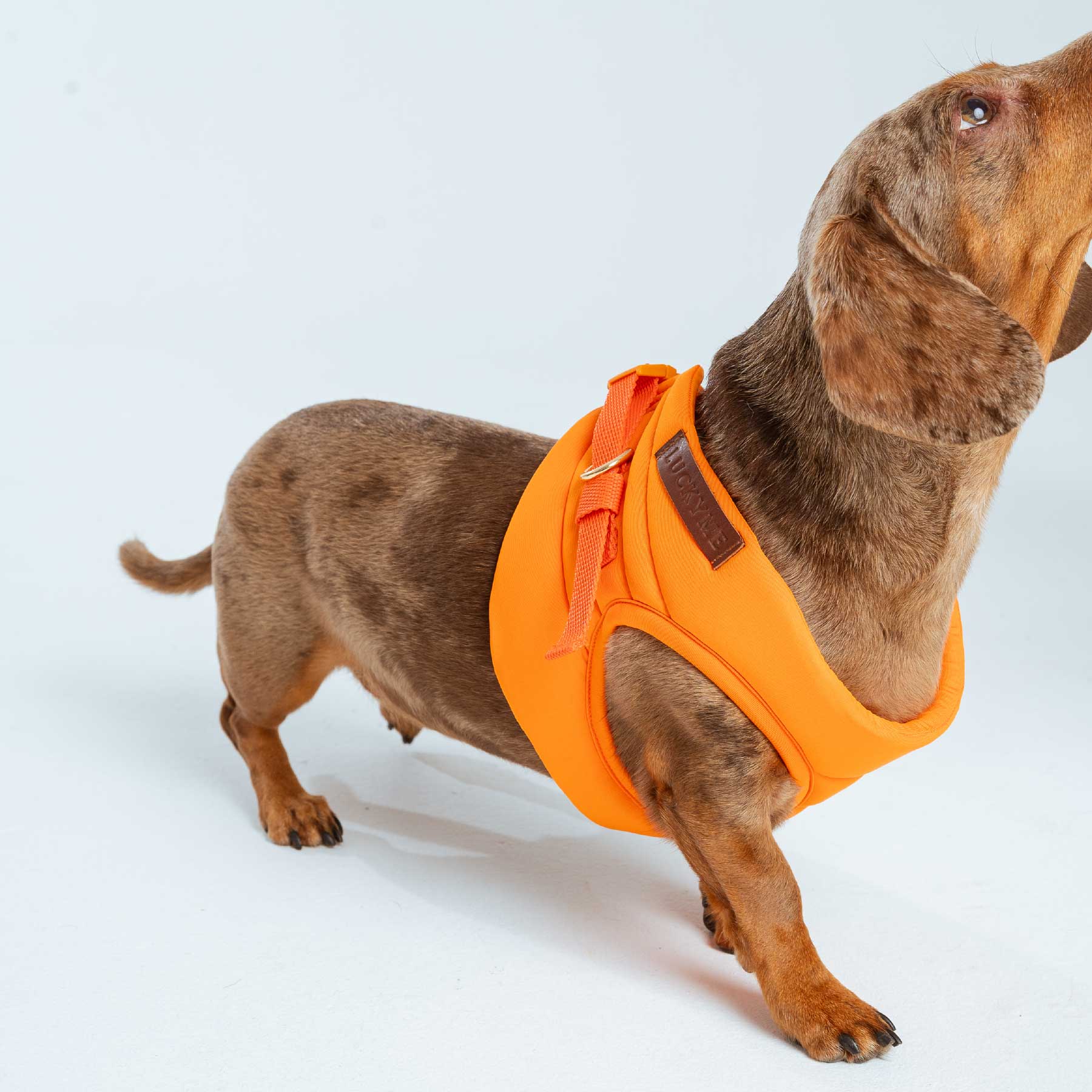 Pechera Orange