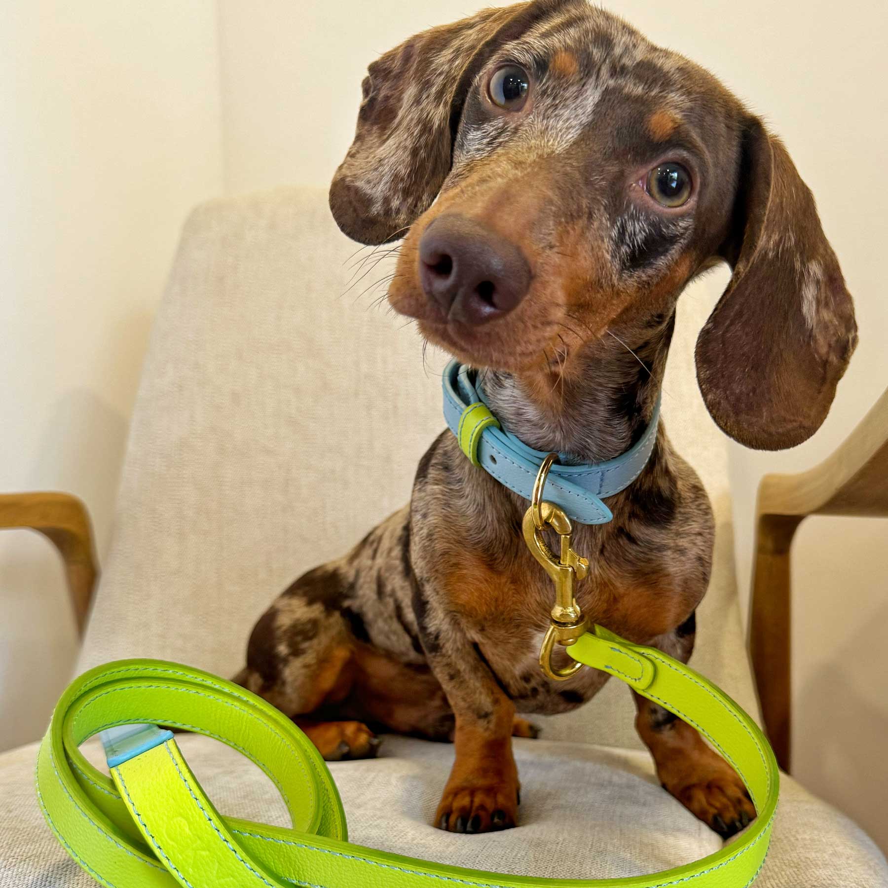 SET COLLAR BABYBLUE/LEMON + CORREA LEMON/BABYBLUE