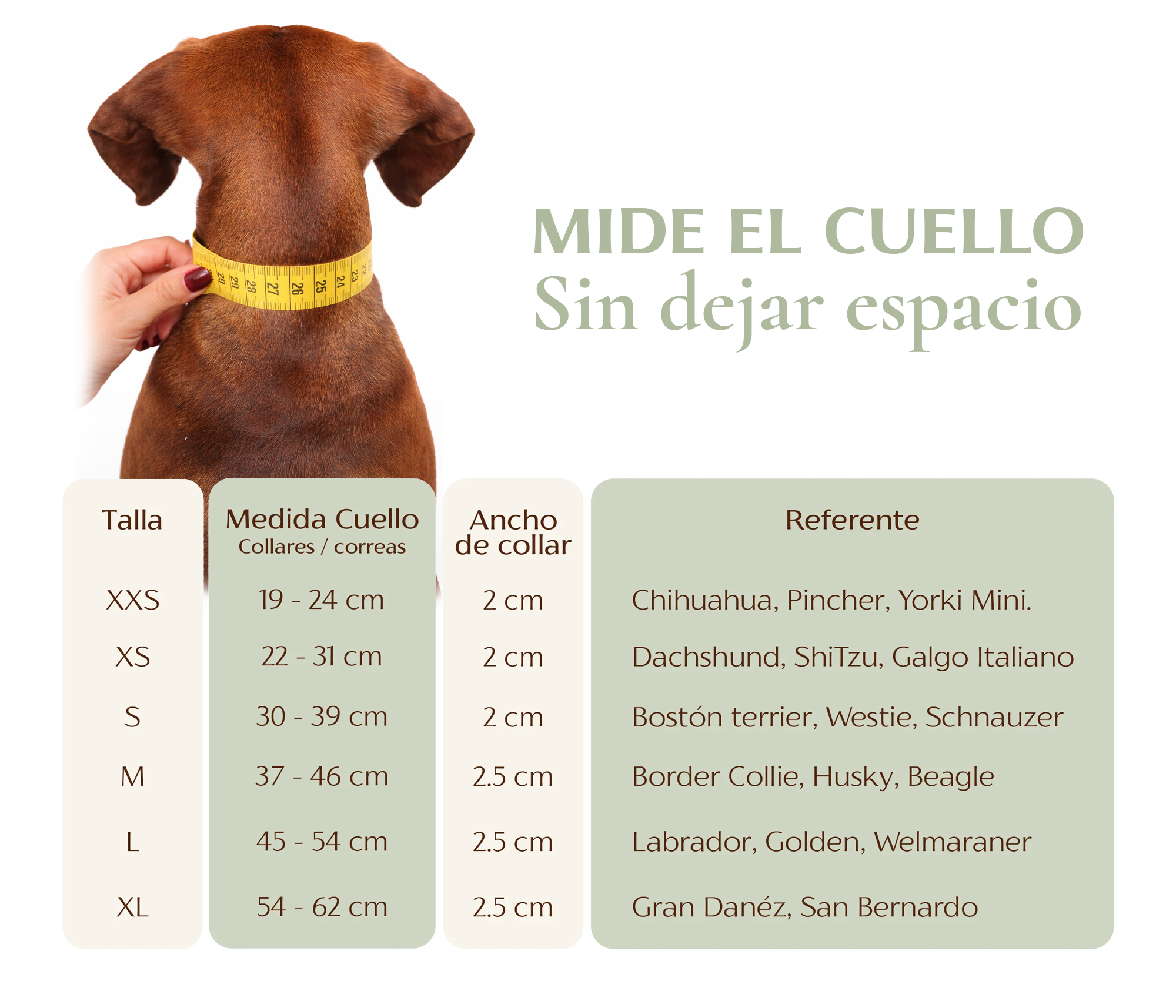 "NEW" SET COLLAR VINO/CANDY & CORREA CANDY/VINO