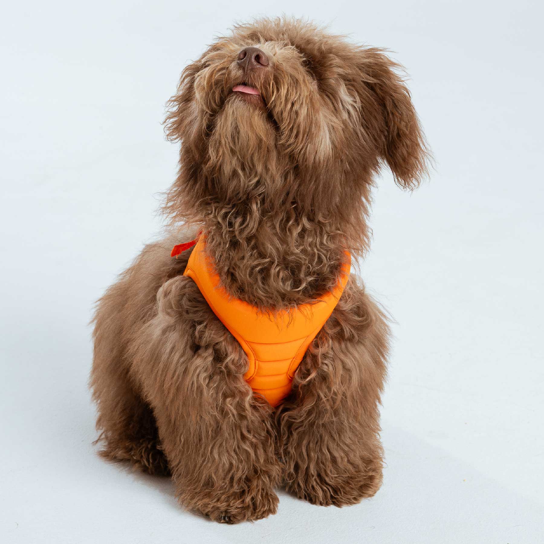 Pechera Orange