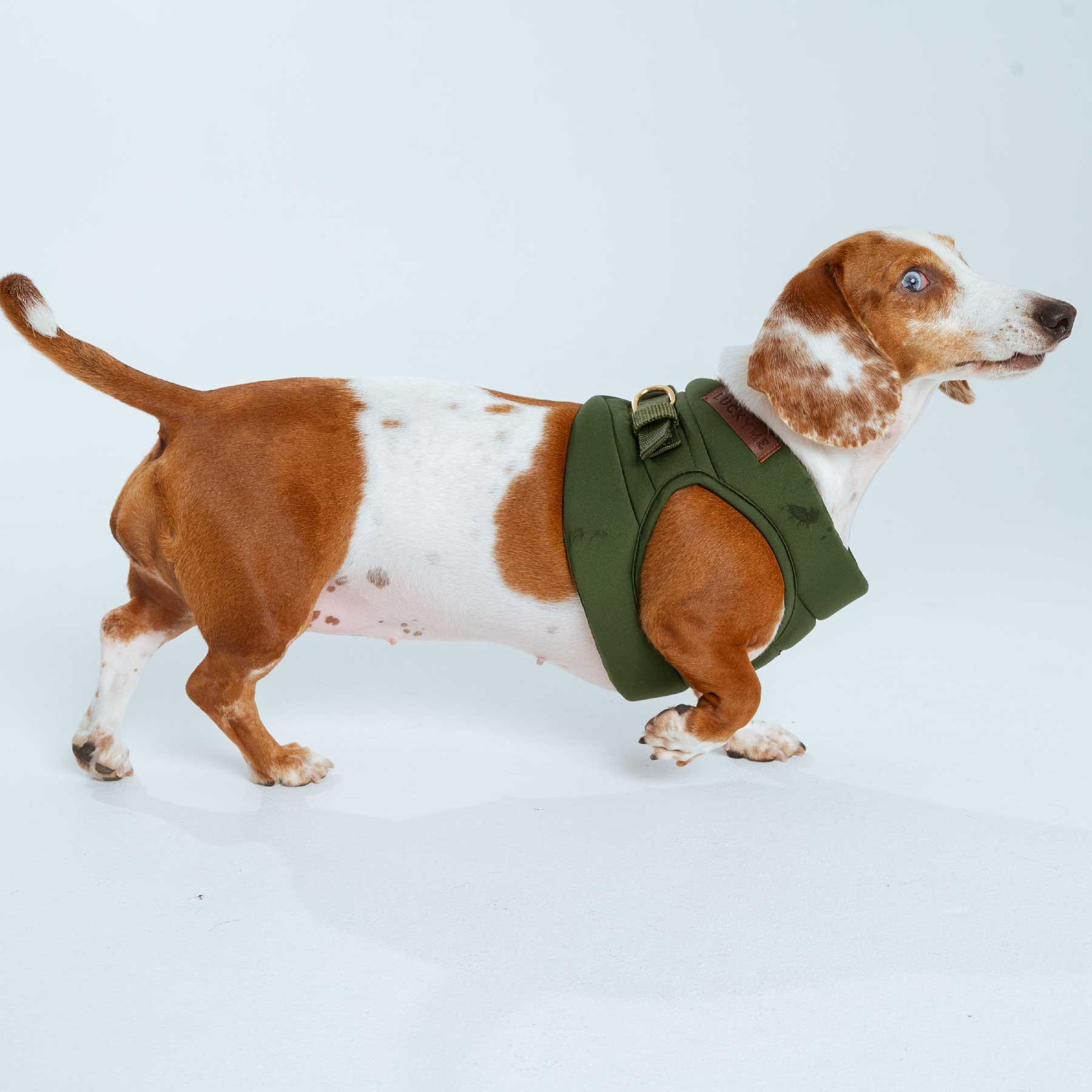 Pechera olive