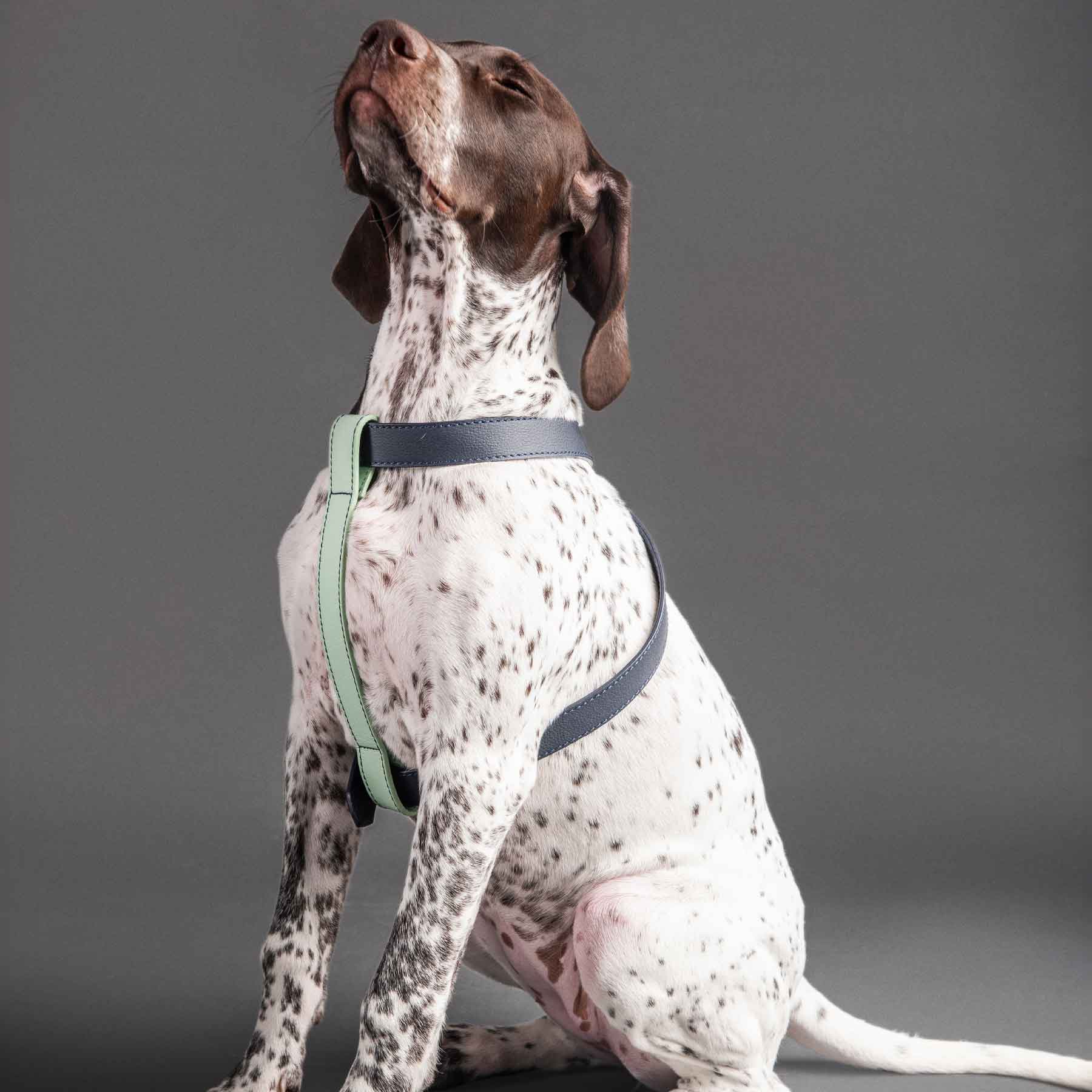 Arnés individual Blueberry/mint