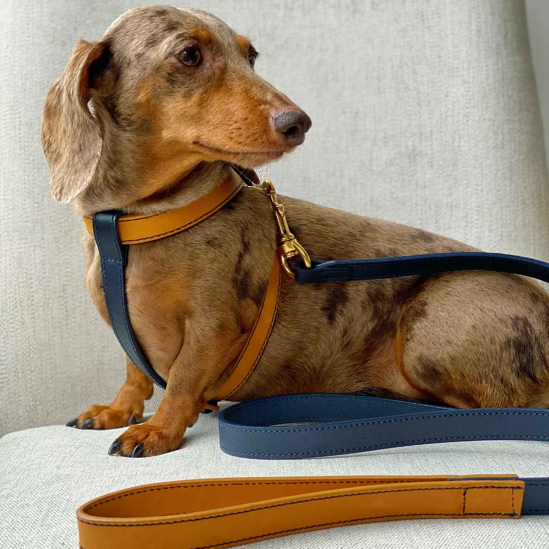 Arnés Individual Coconut/Blueberry