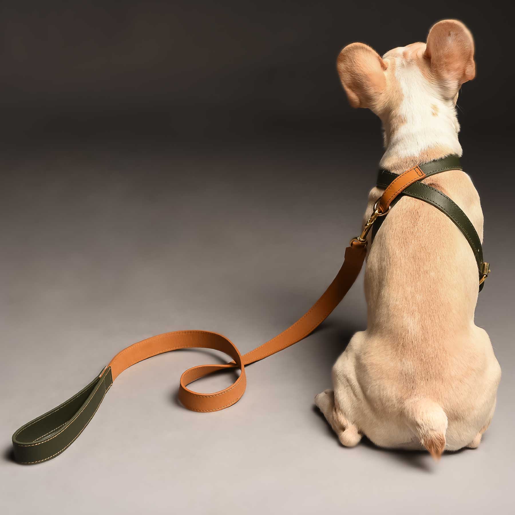 Set Arnés Kiwi/Coconut & Correa Coconut/Kiwi