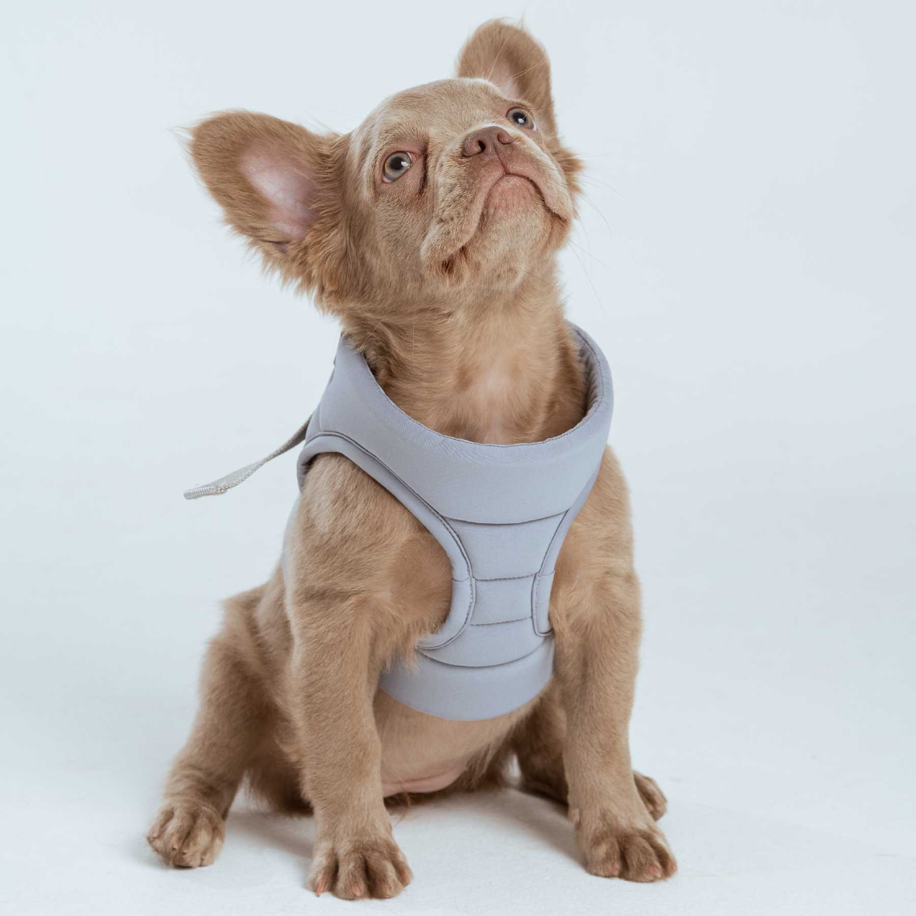 Pechera Grey