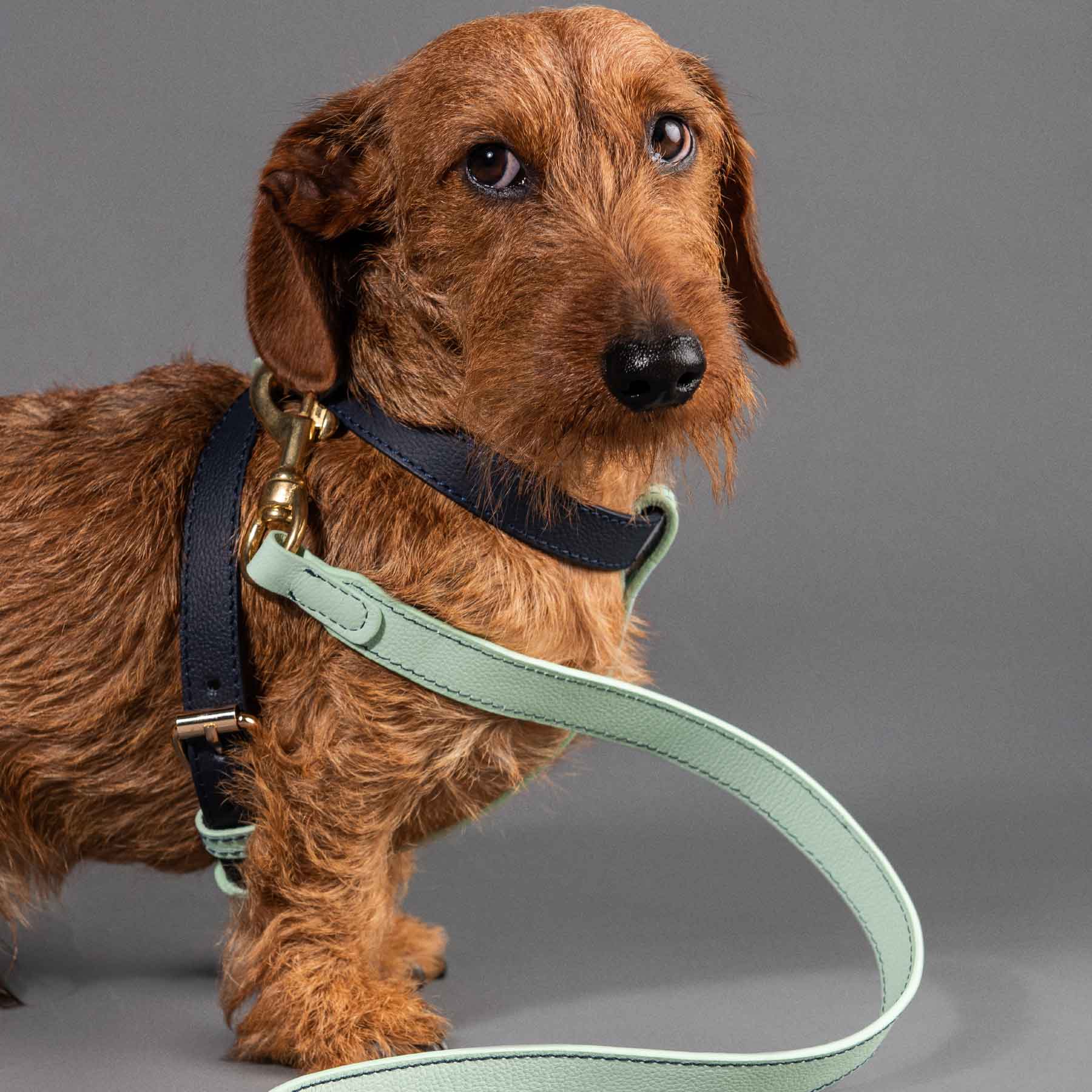 Arnés individual Blueberry/mint