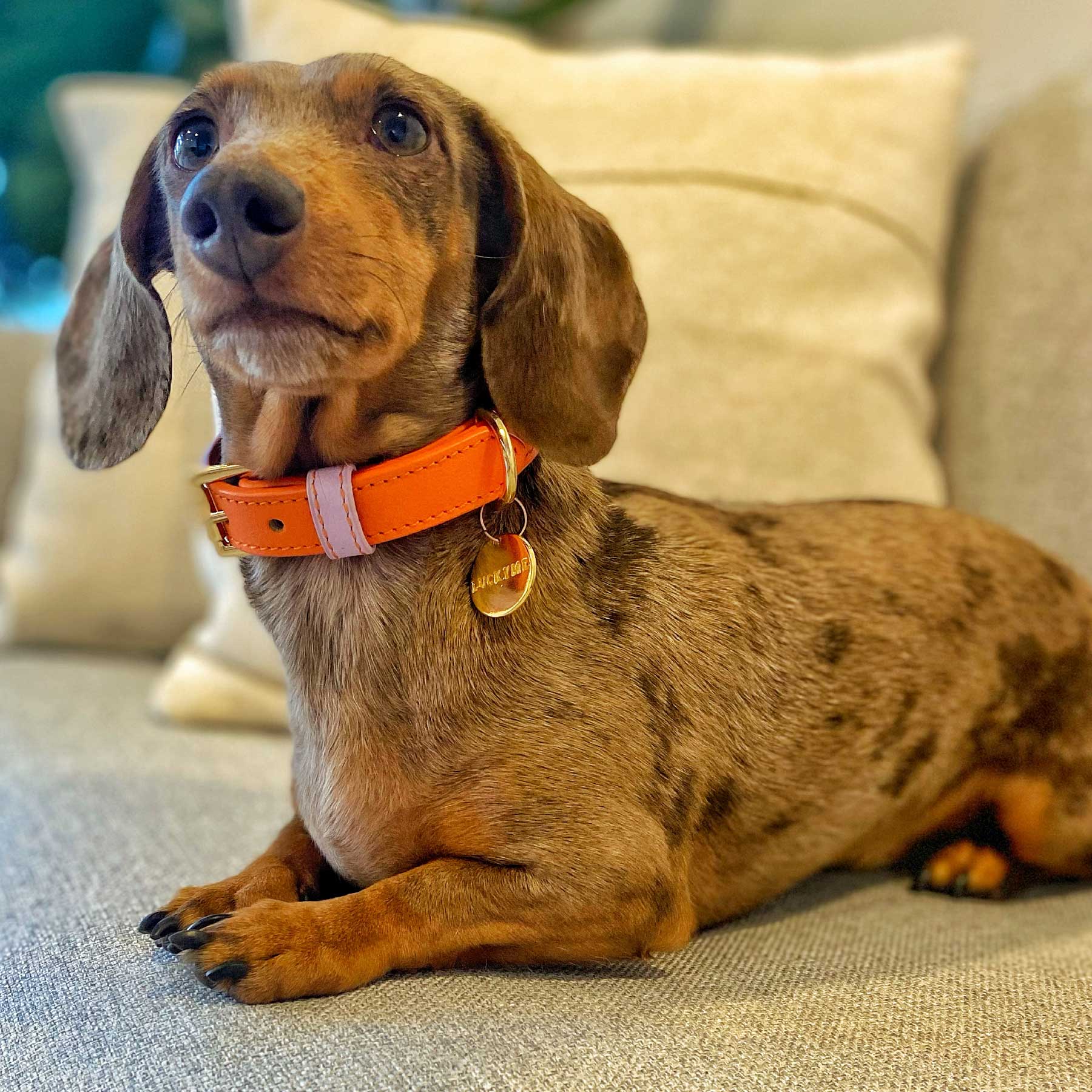 COLLAR ORANGE/LILAC