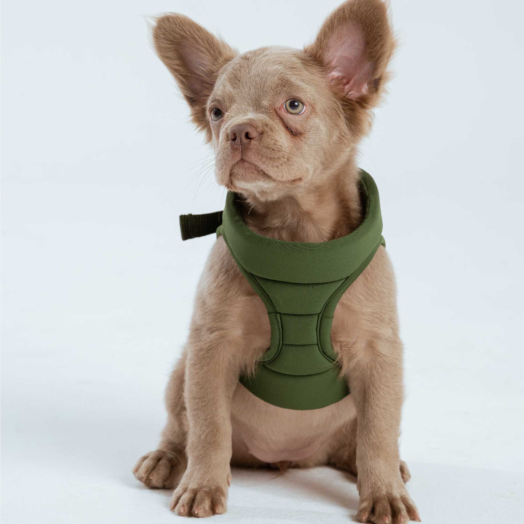 Pechera olive