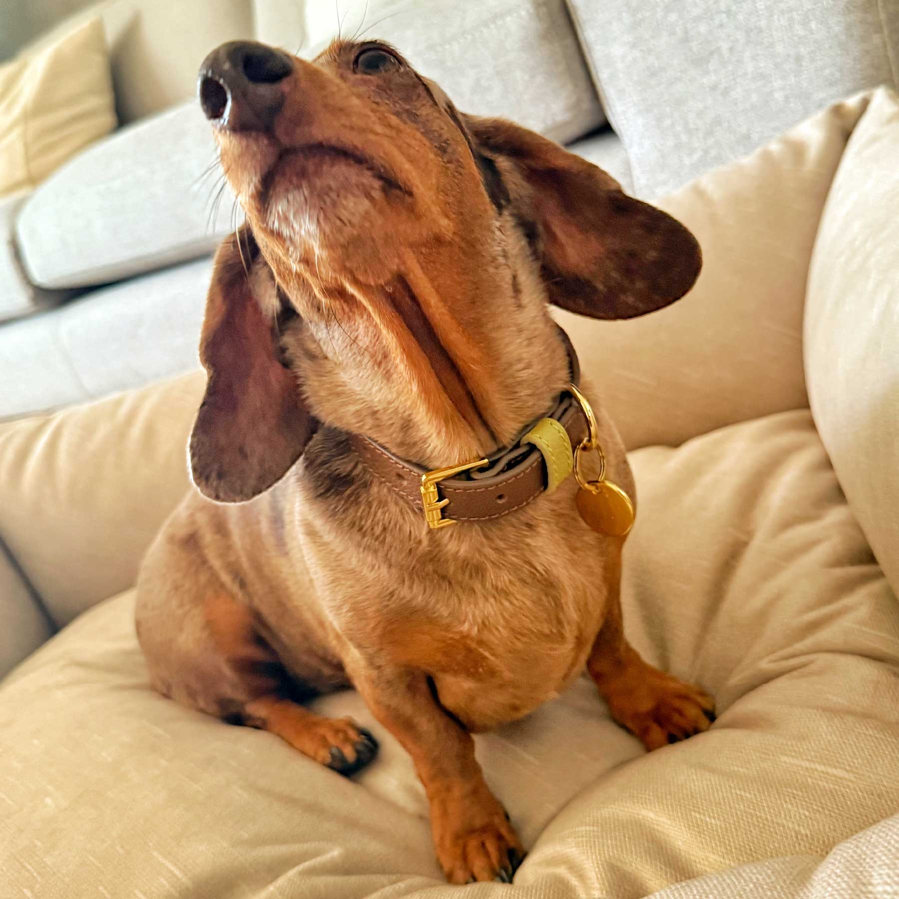 "NEW" COLLAR MOCCA/MATCHA