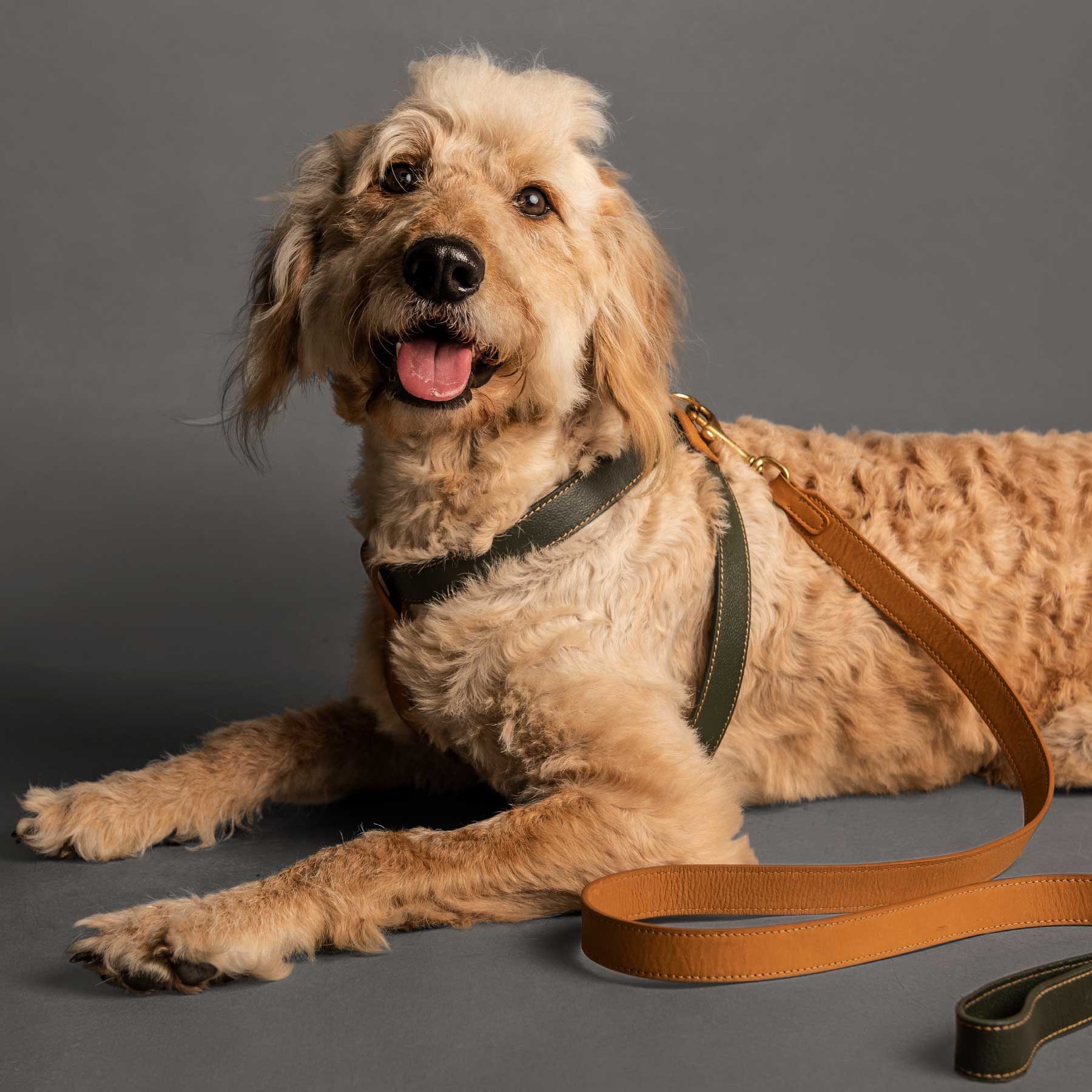 Arnés Individual Kiwi/Coconut