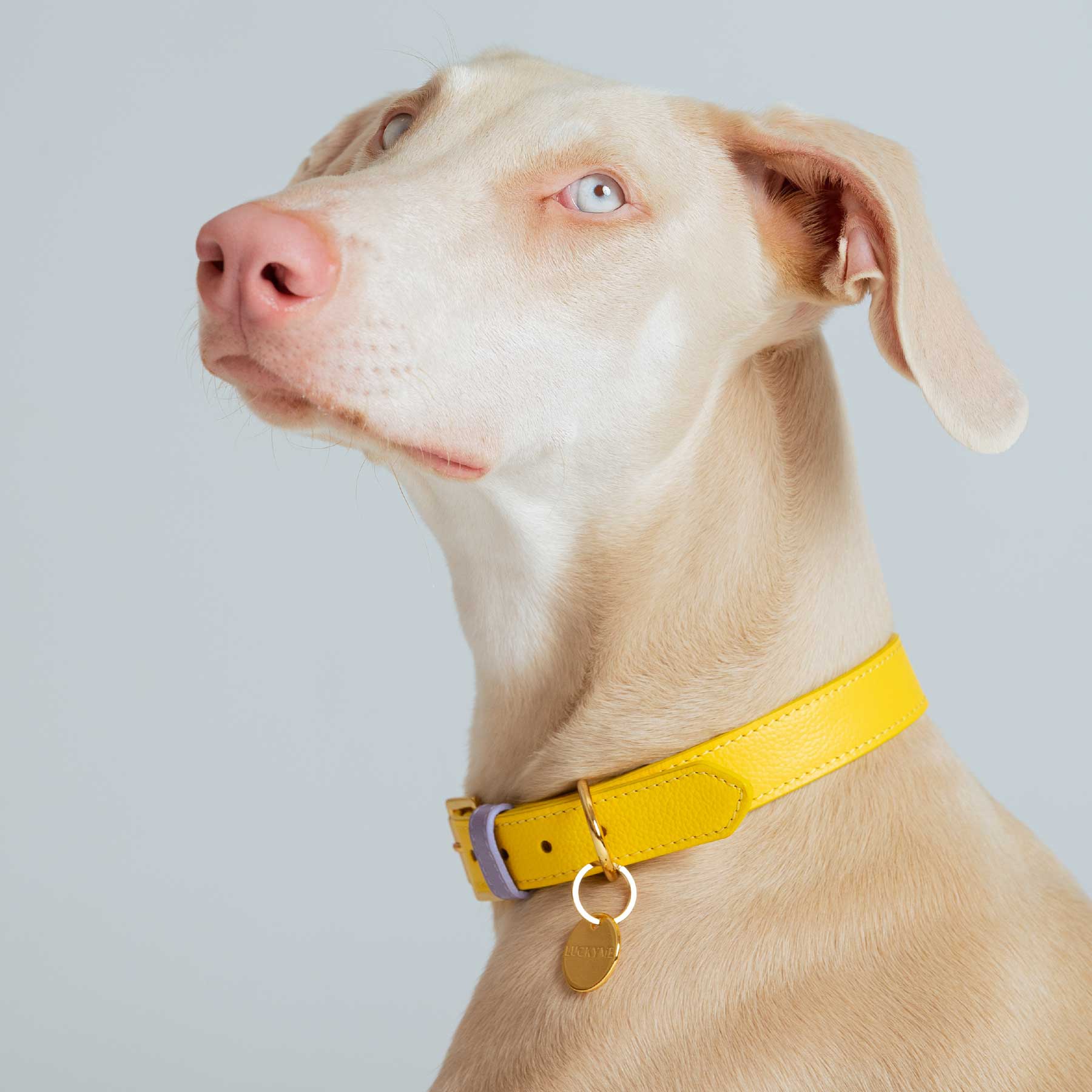 COLLAR BANANA/PURPLE