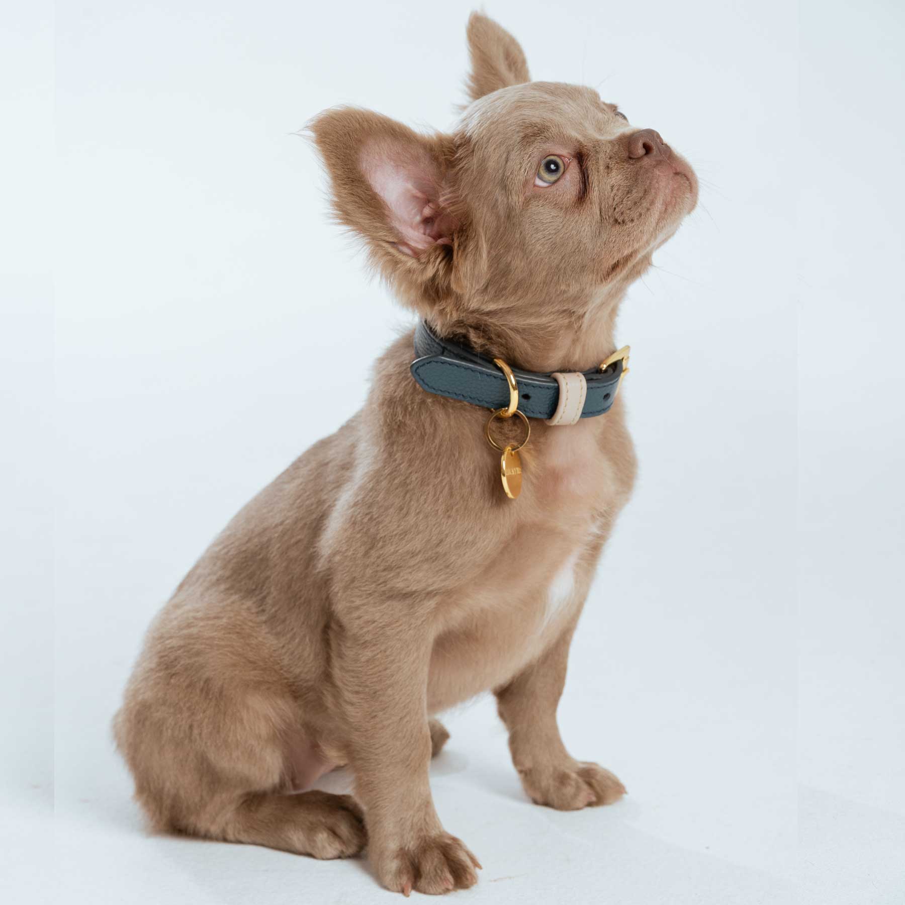 COLLAR NAVY/TAUPE
