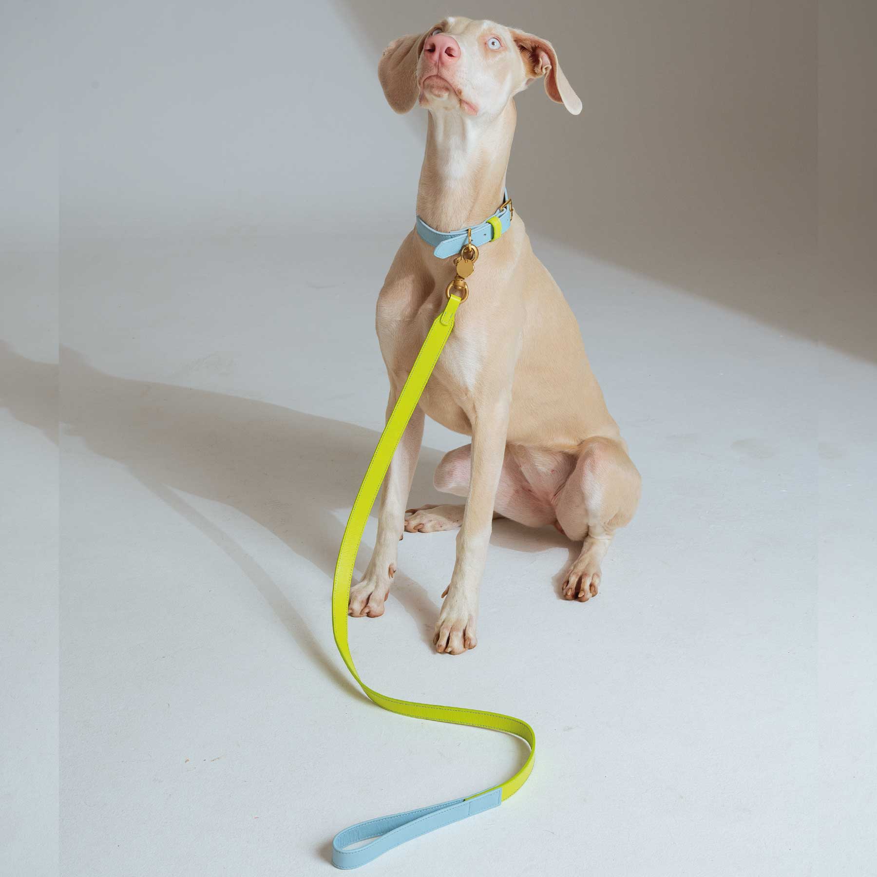 SET COLLAR BABYBLUE/LEMON + CORREA LEMON/BABYBLUE