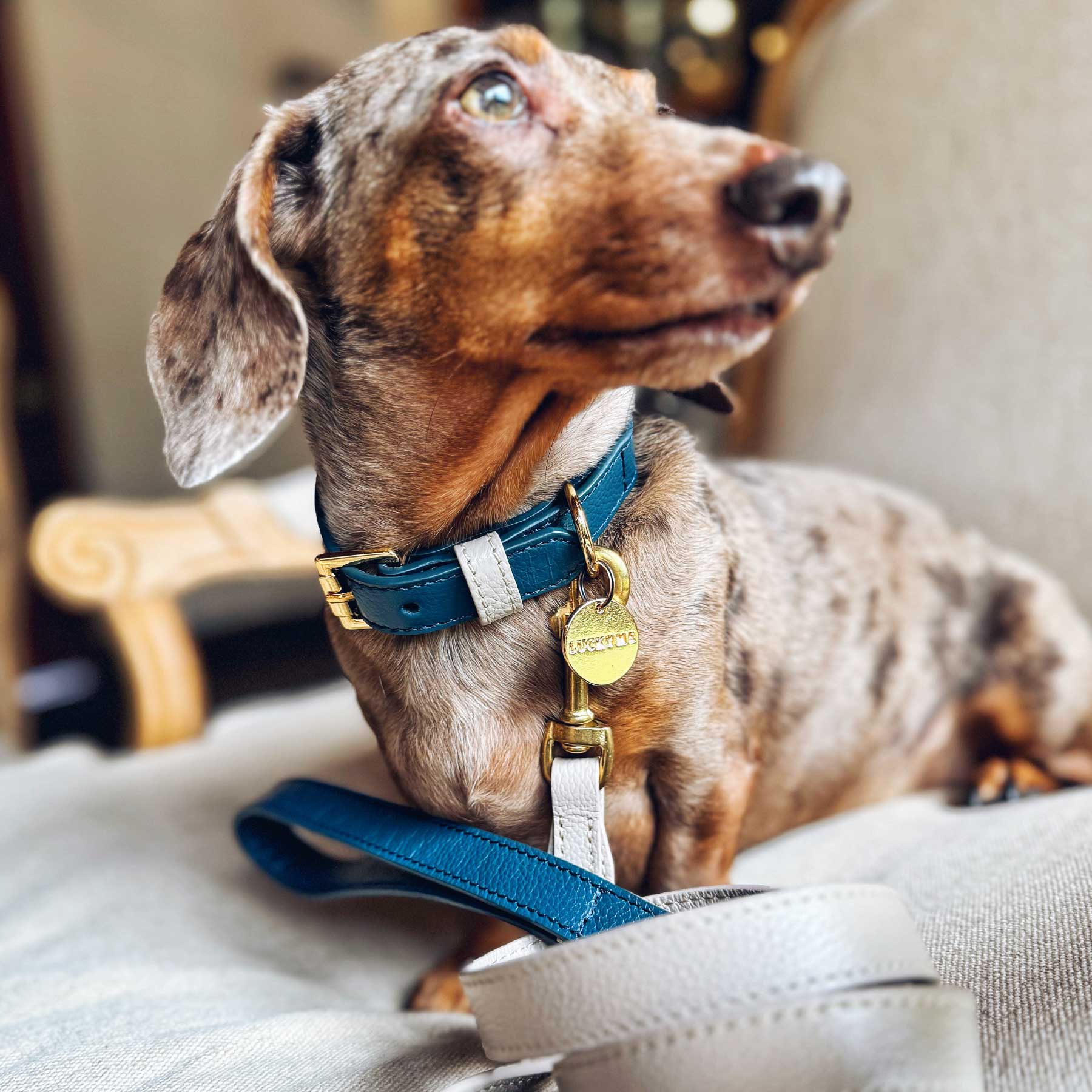 SET COLLAR NAVY/TAUPE + CORREA TAUPE/ NAVY