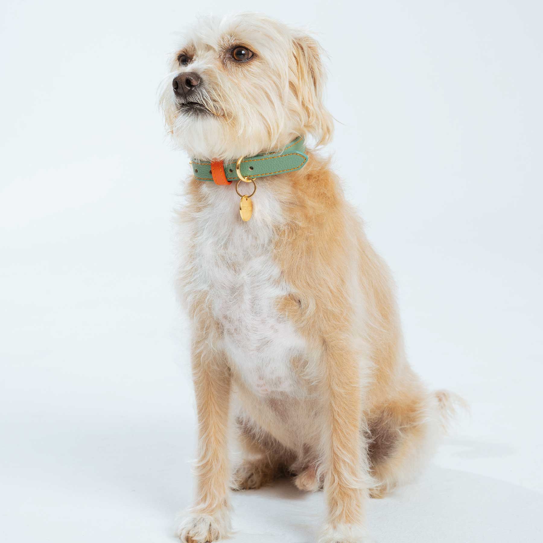 Collar Aquamarine/Papaya