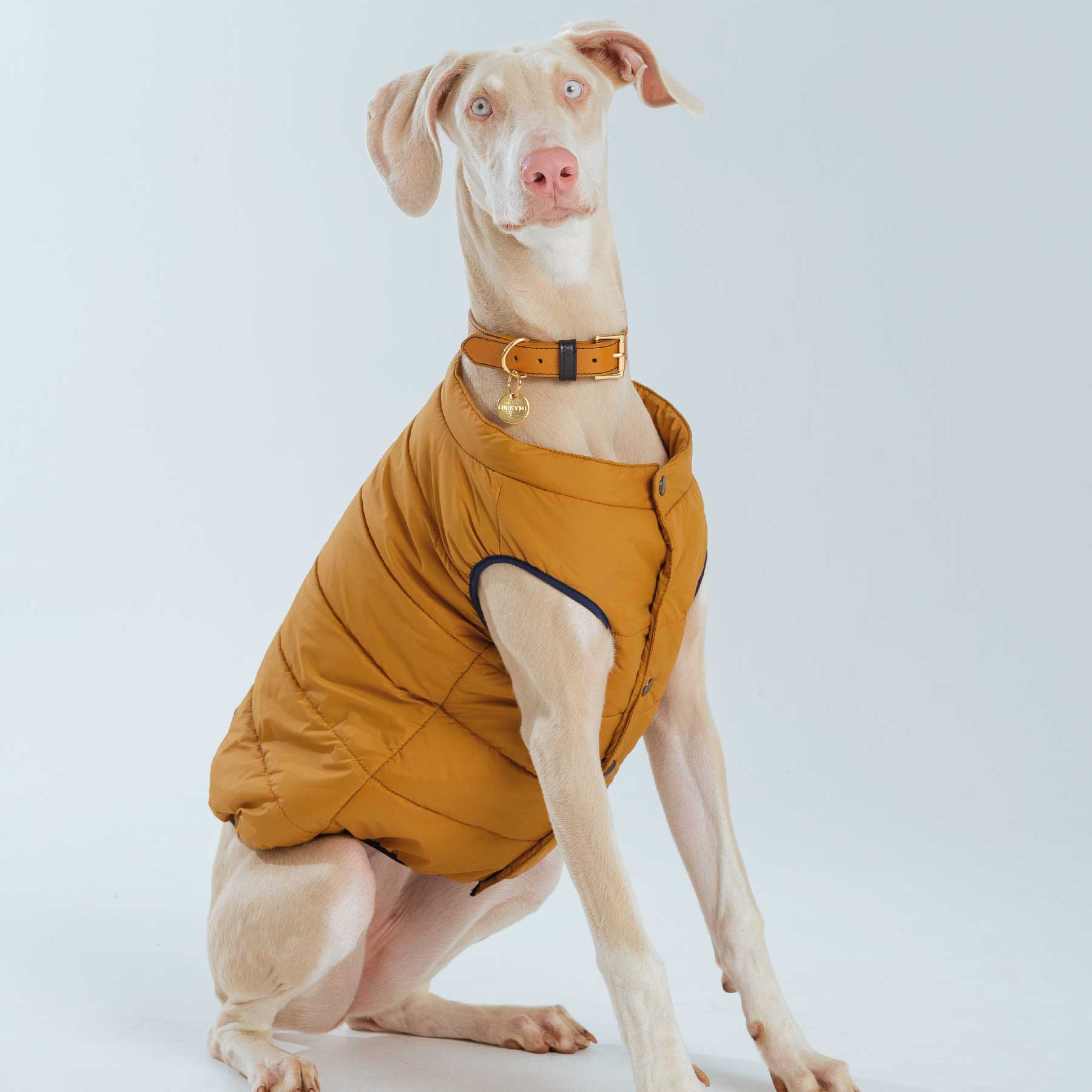 Collar Coconut/Blueberry