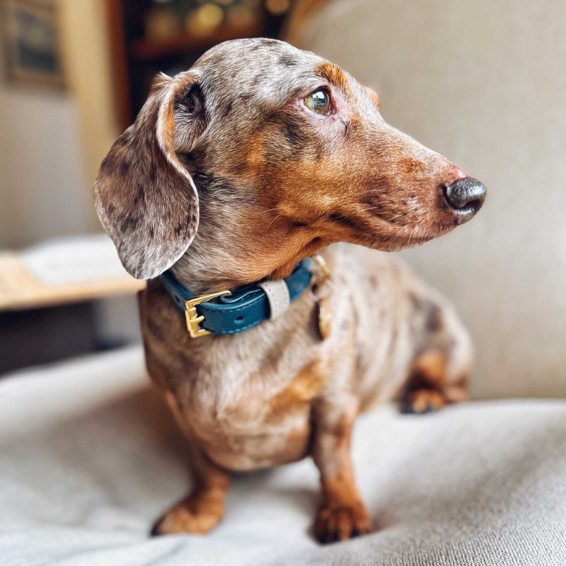 COLLAR NAVY/TAUPE