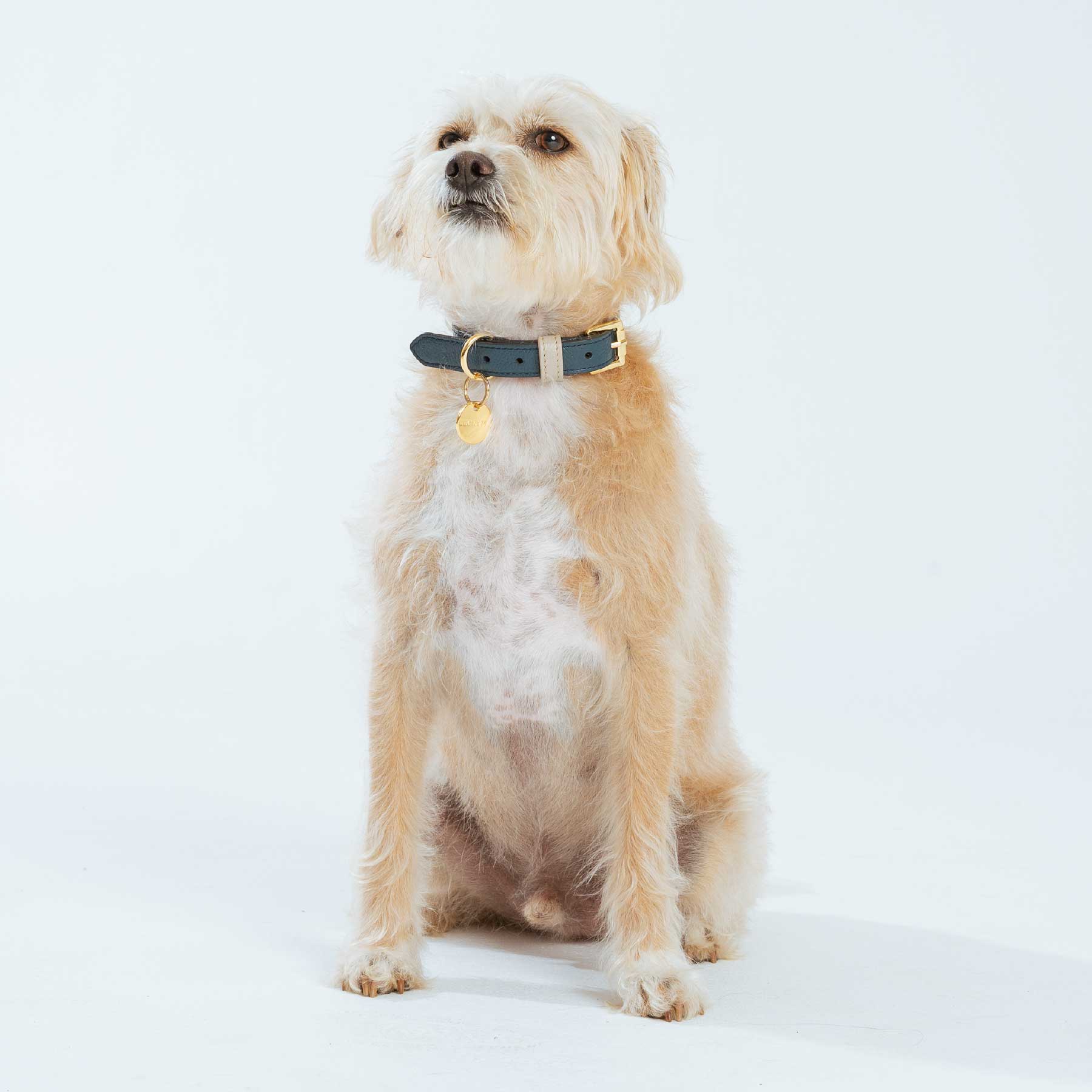COLLAR NAVY/TAUPE