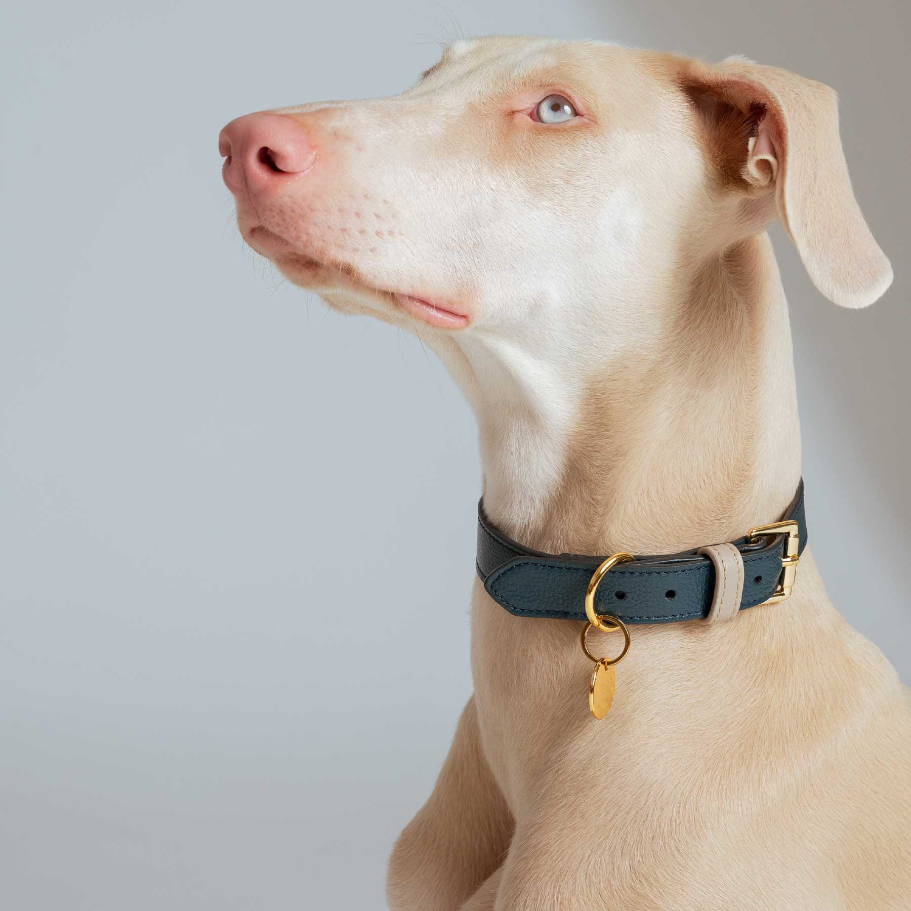 COLLAR NAVY/TAUPE