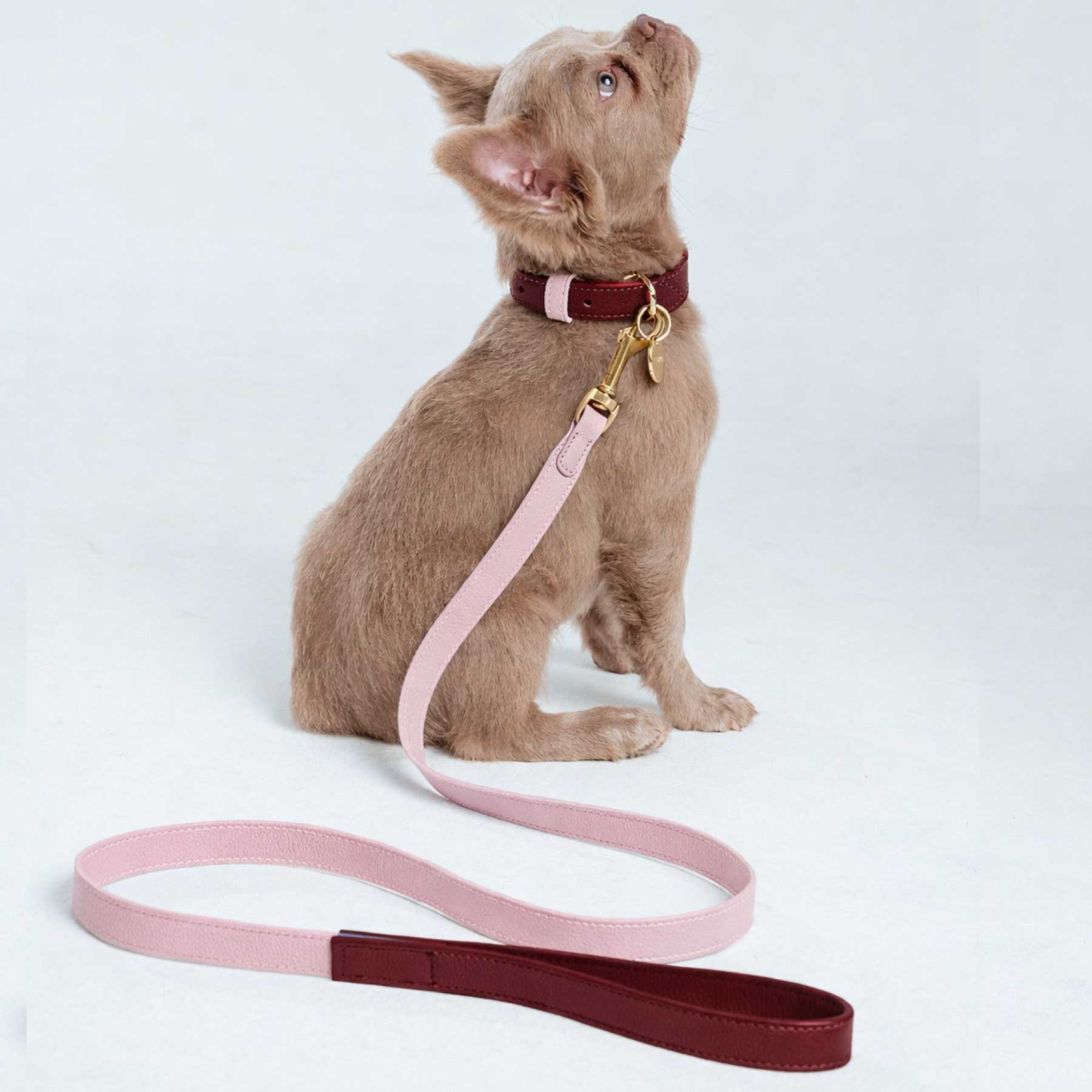 "NEW" SET COLLAR VINO/CANDY & CORREA CANDY/VINO