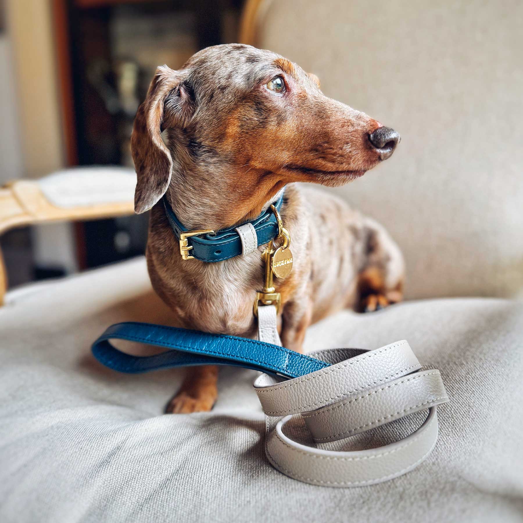 SET COLLAR NAVY/TAUPE + CORREA TAUPE/ NAVY