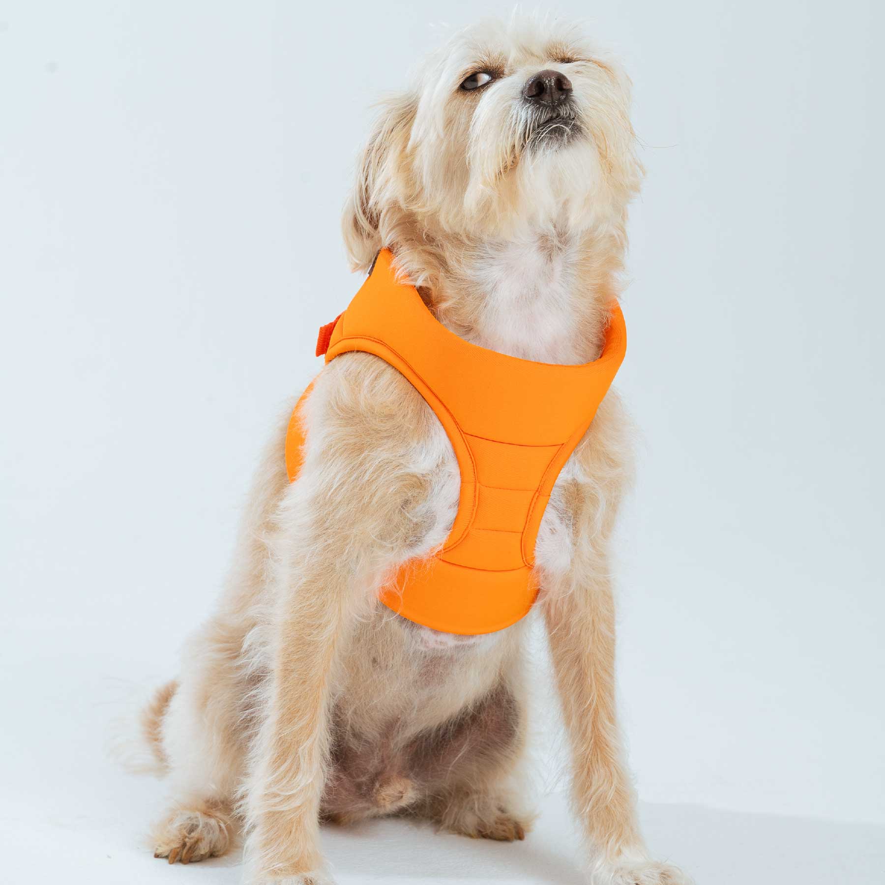 Pechera Orange