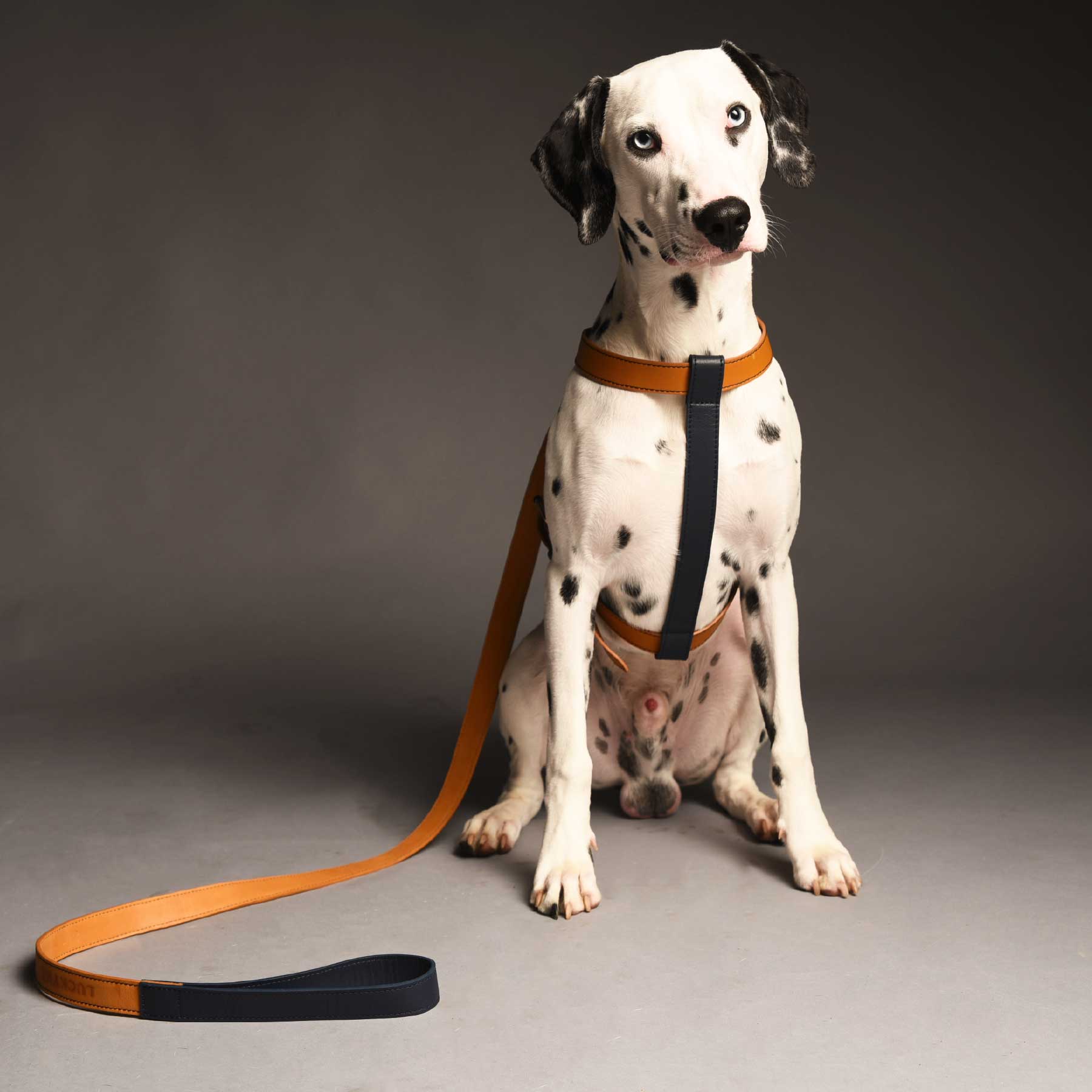 Arnés Individual Coconut/Blueberry