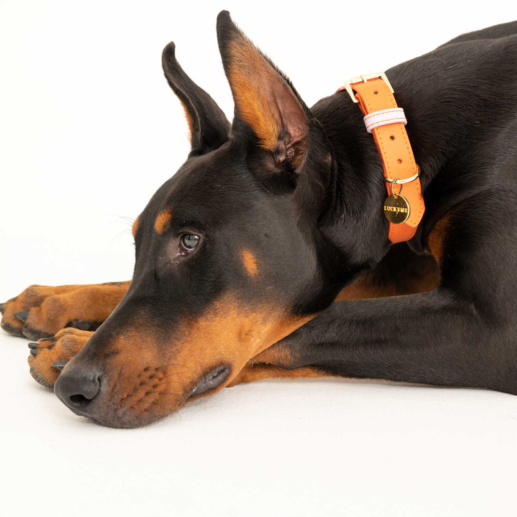 COLLAR ORANGE/LILAC