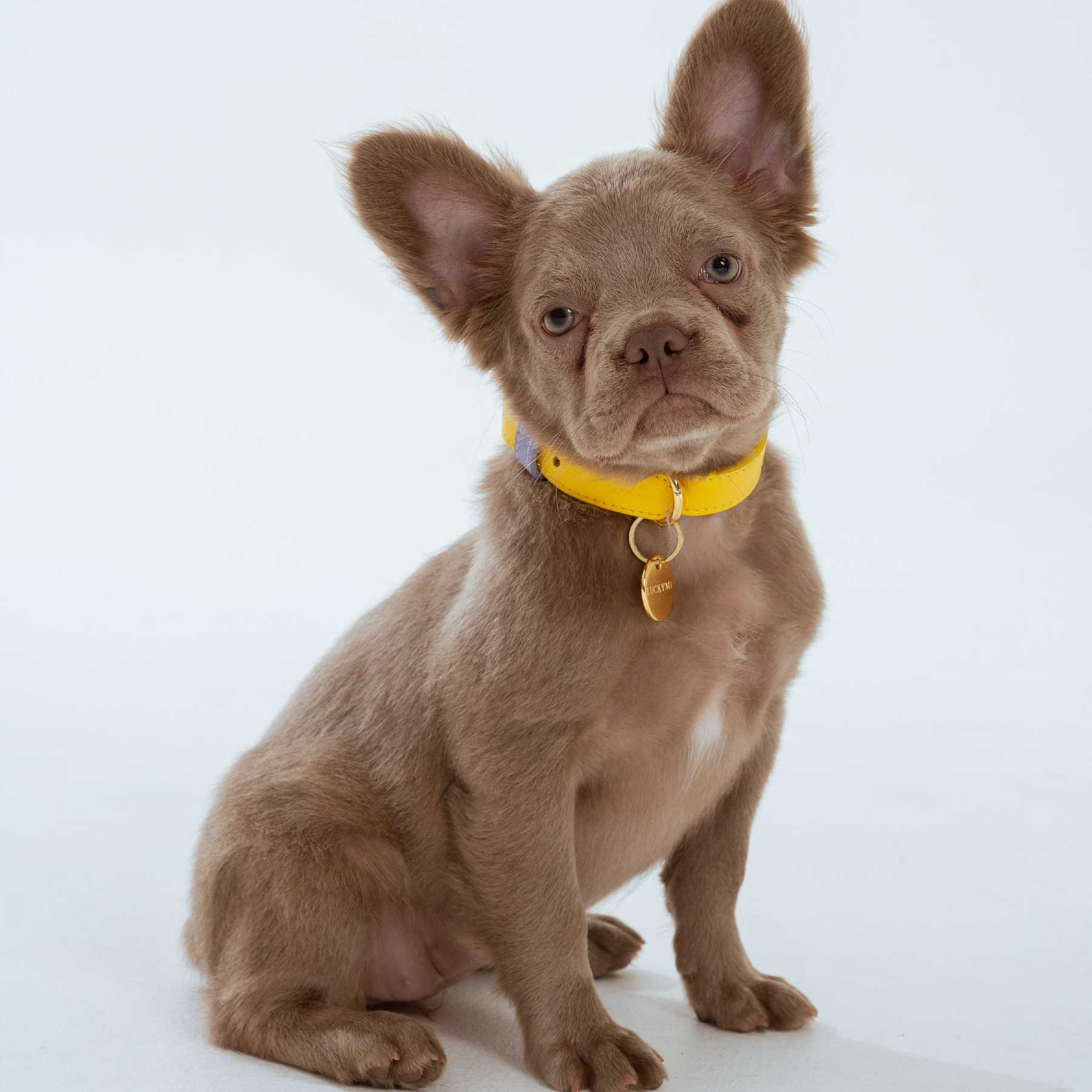 COLLAR BANANA/PURPLE