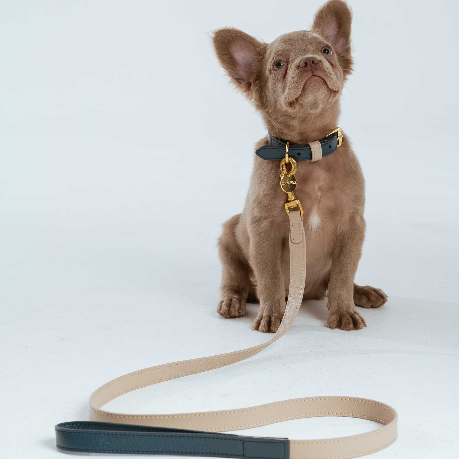 SET COLLAR NAVY/TAUPE + CORREA TAUPE/ NAVY
