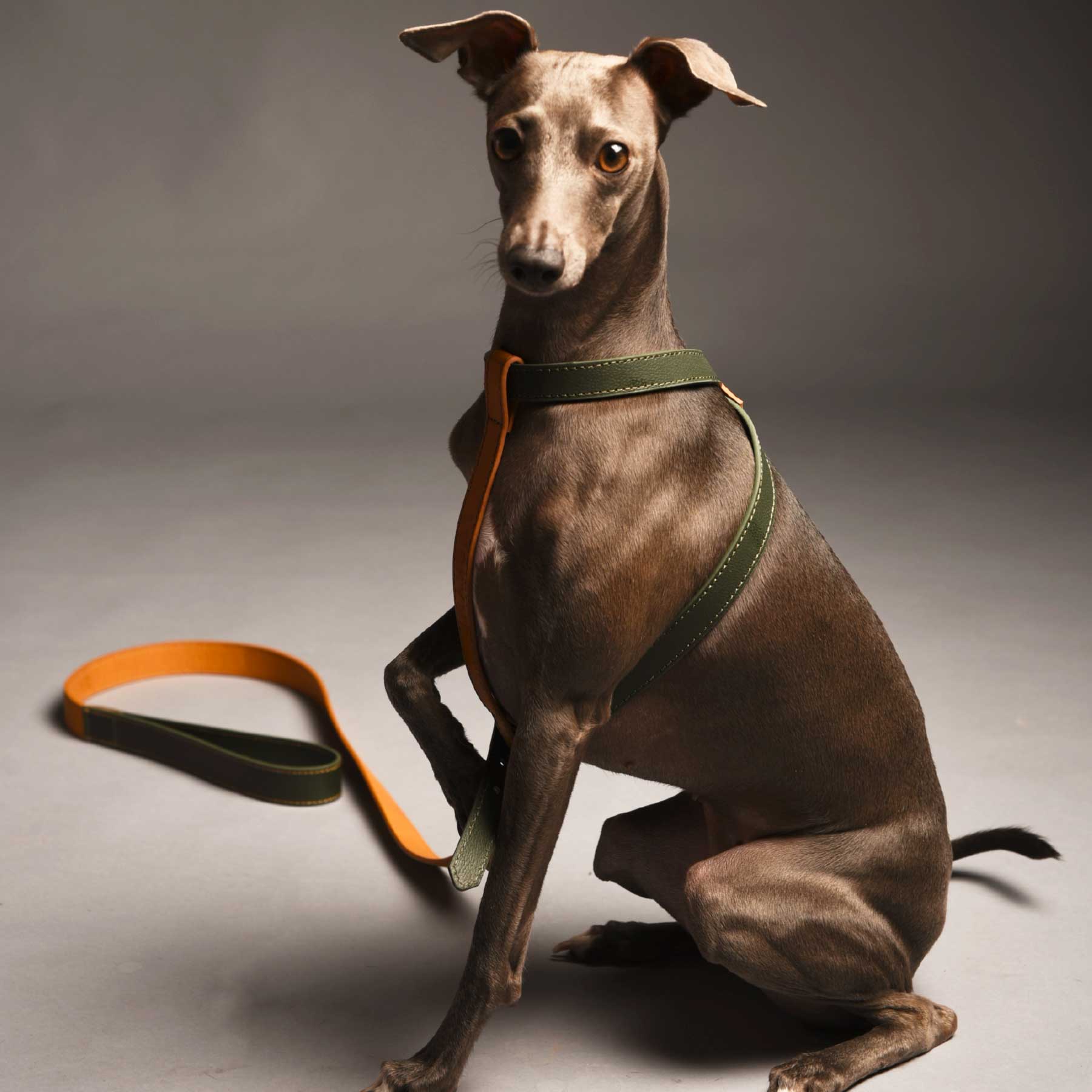 Arnés Individual Kiwi/Coconut