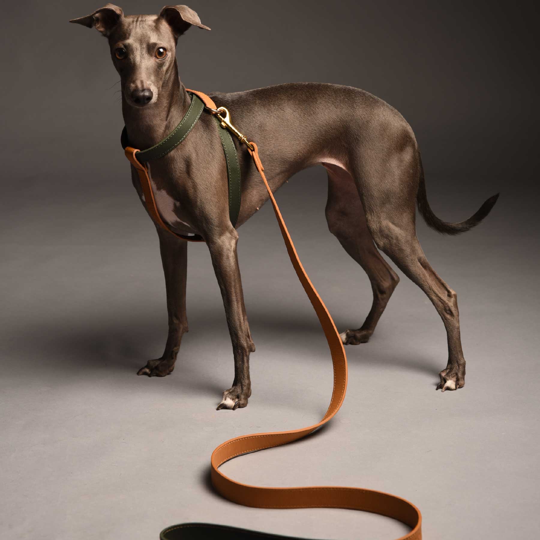 Set Arnés Kiwi/Coconut & Correa Coconut/Kiwi