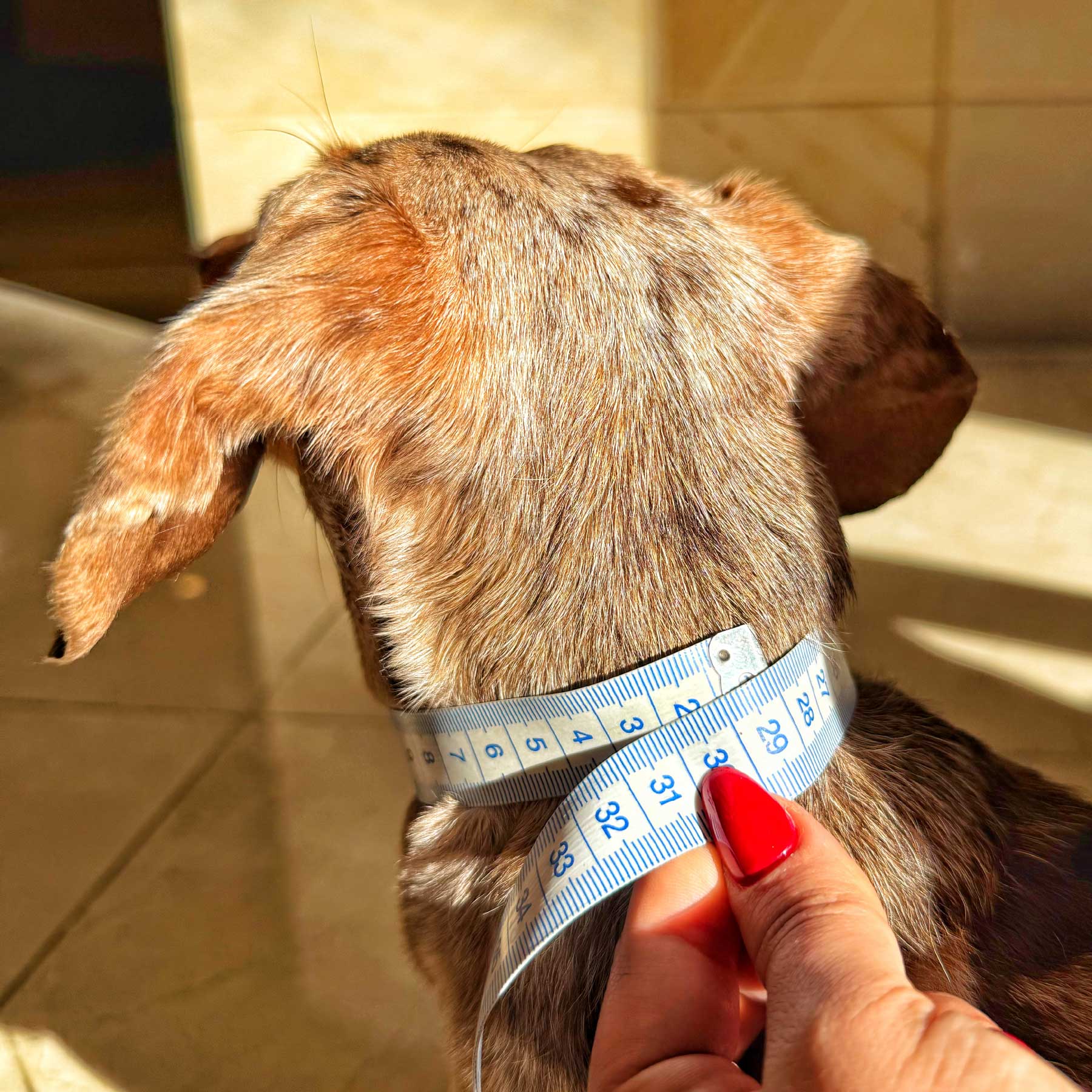 Collar Aquamarine/Papaya