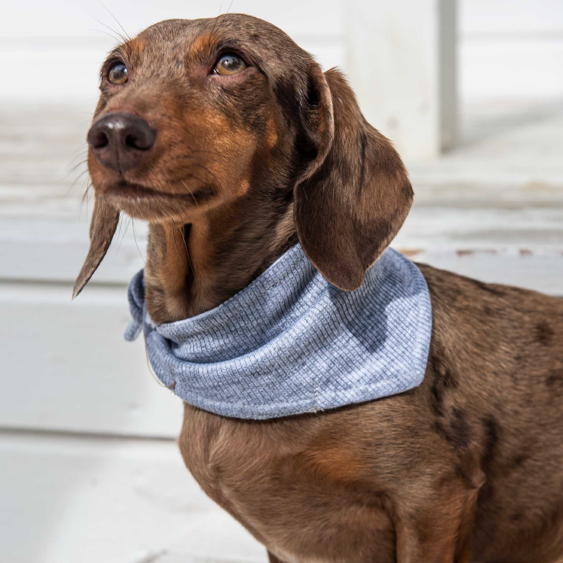 Pañoleta grey dots