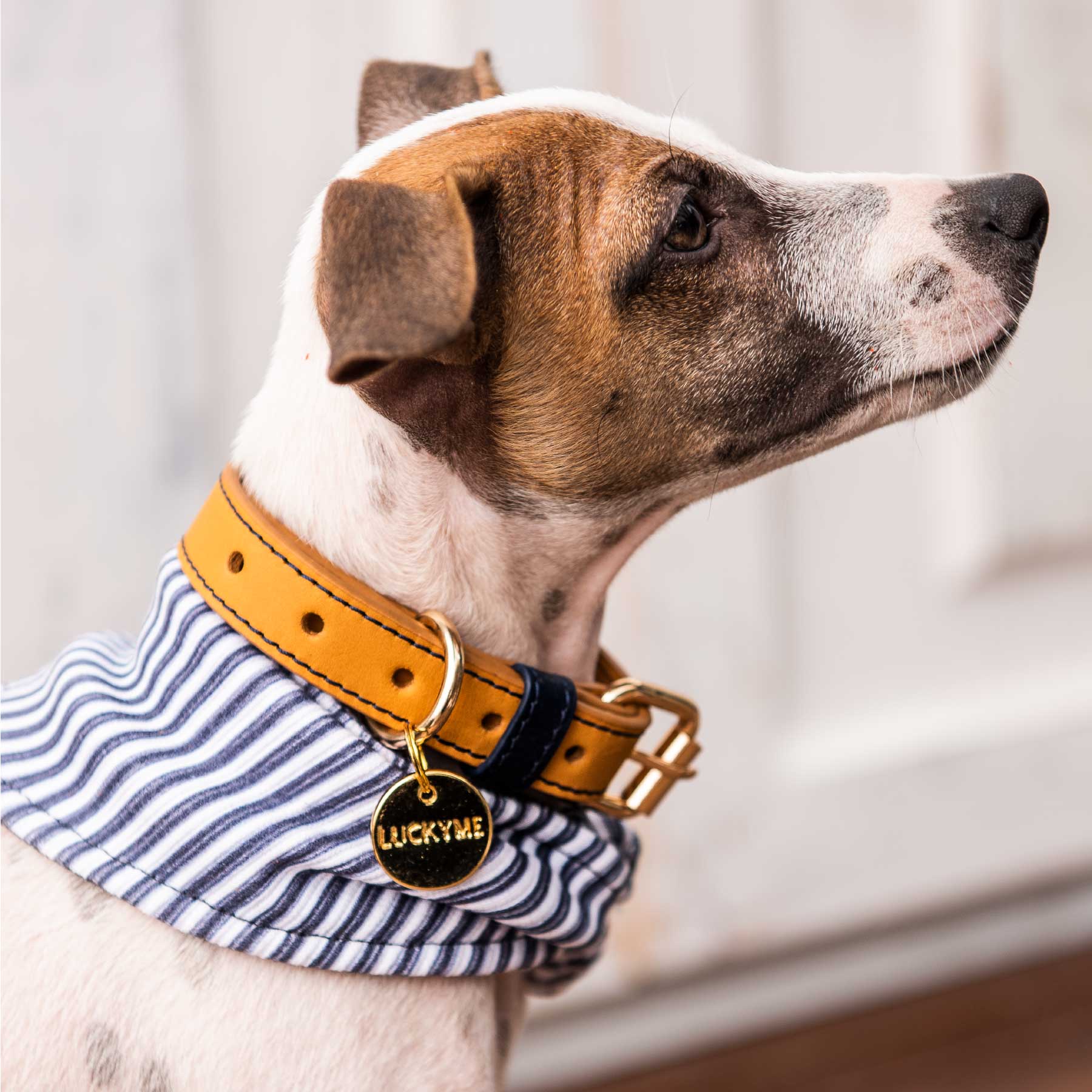 Collar Coconut/Blueberry