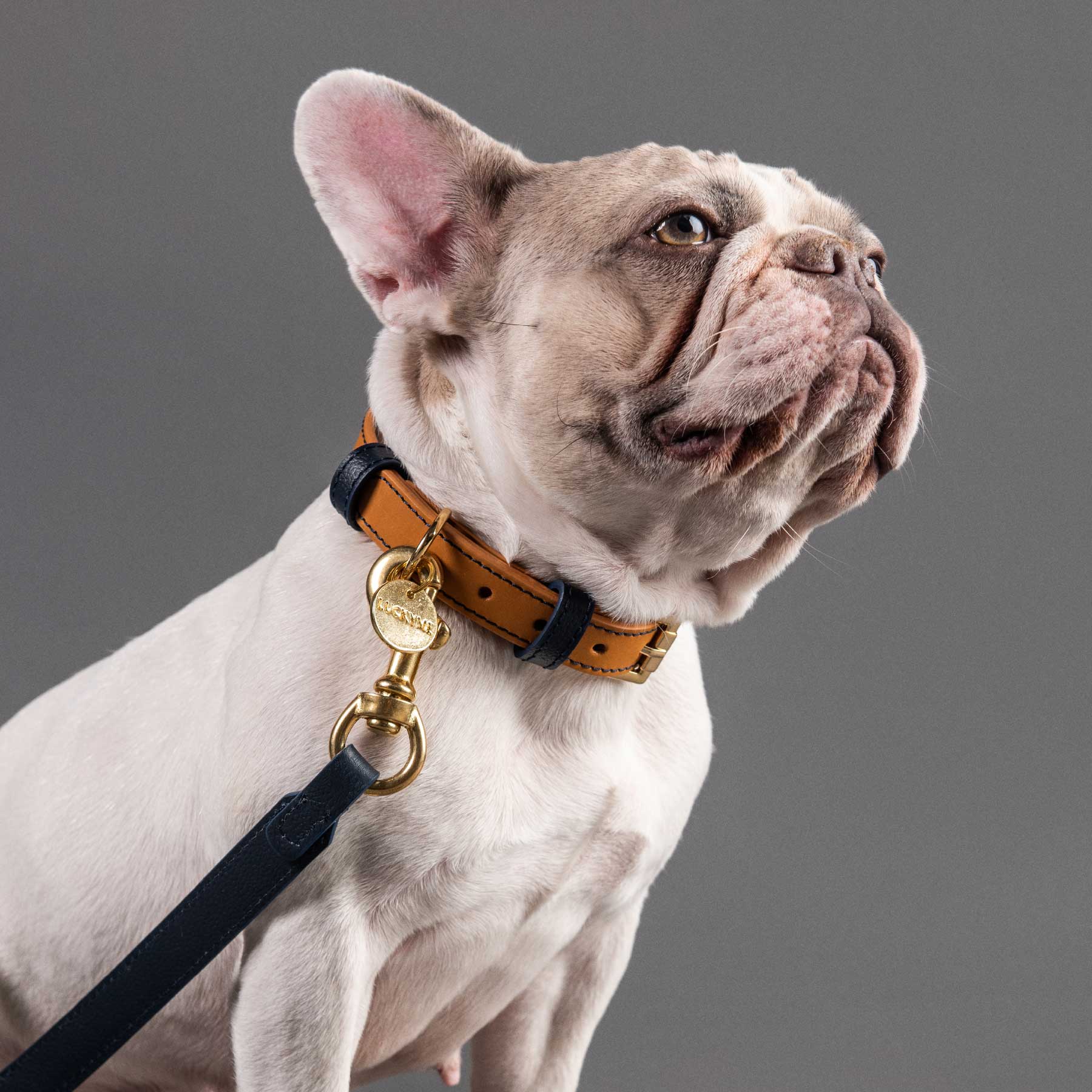 Collar Coconut/Blueberry