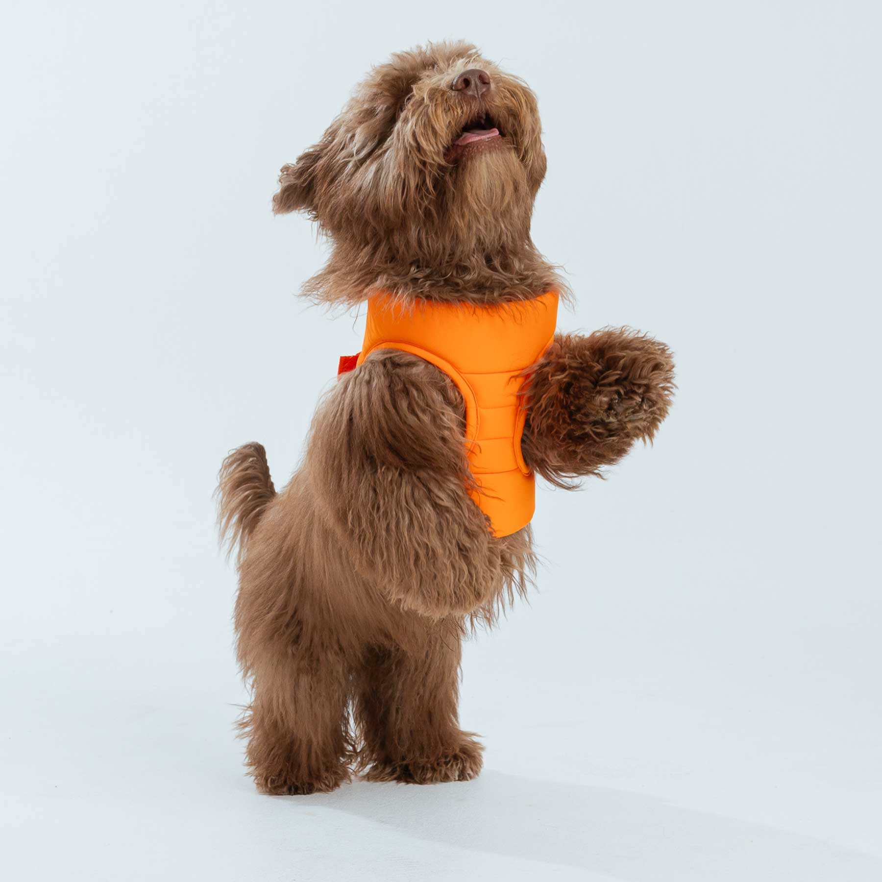 Pechera Orange