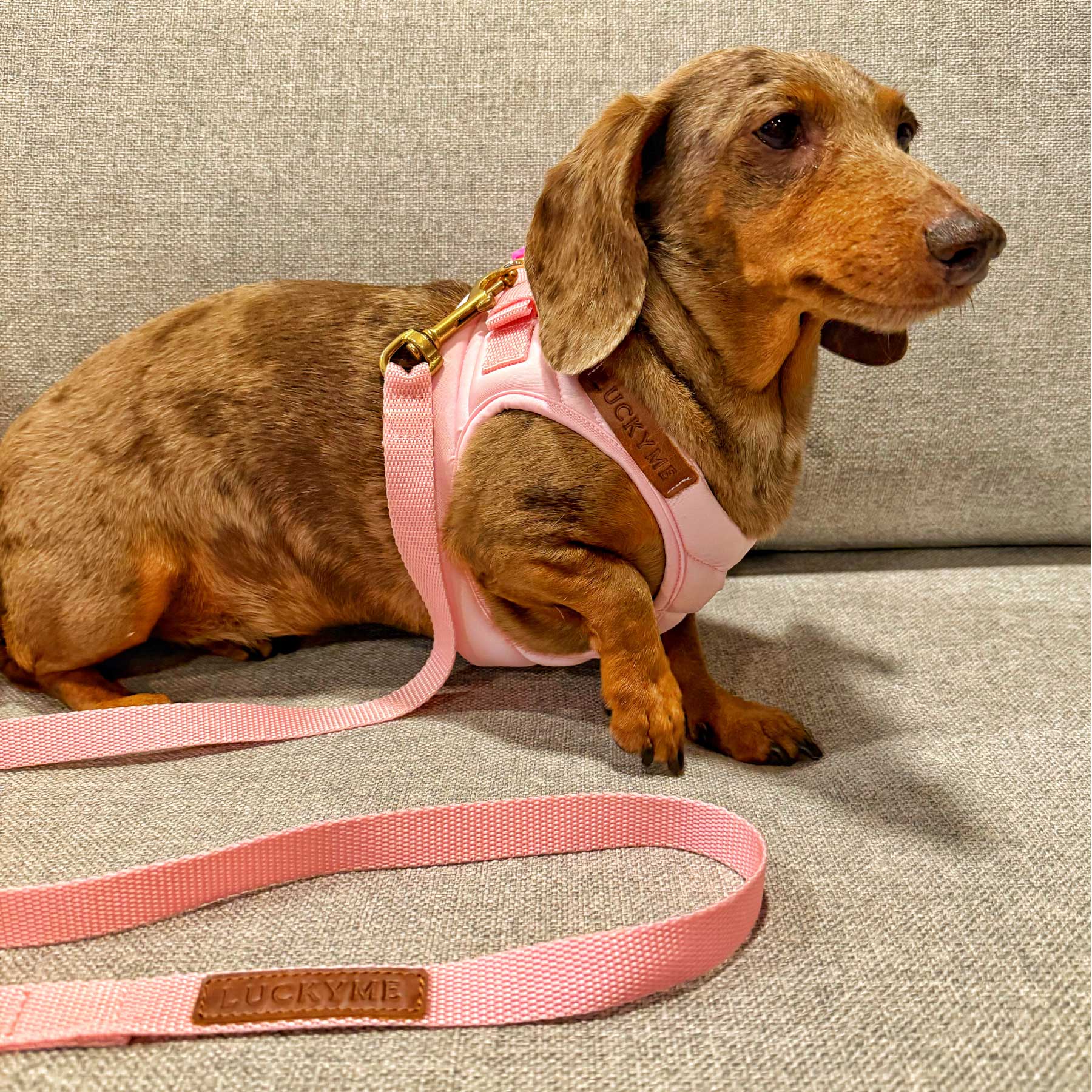 Pechera Pink + correa pink