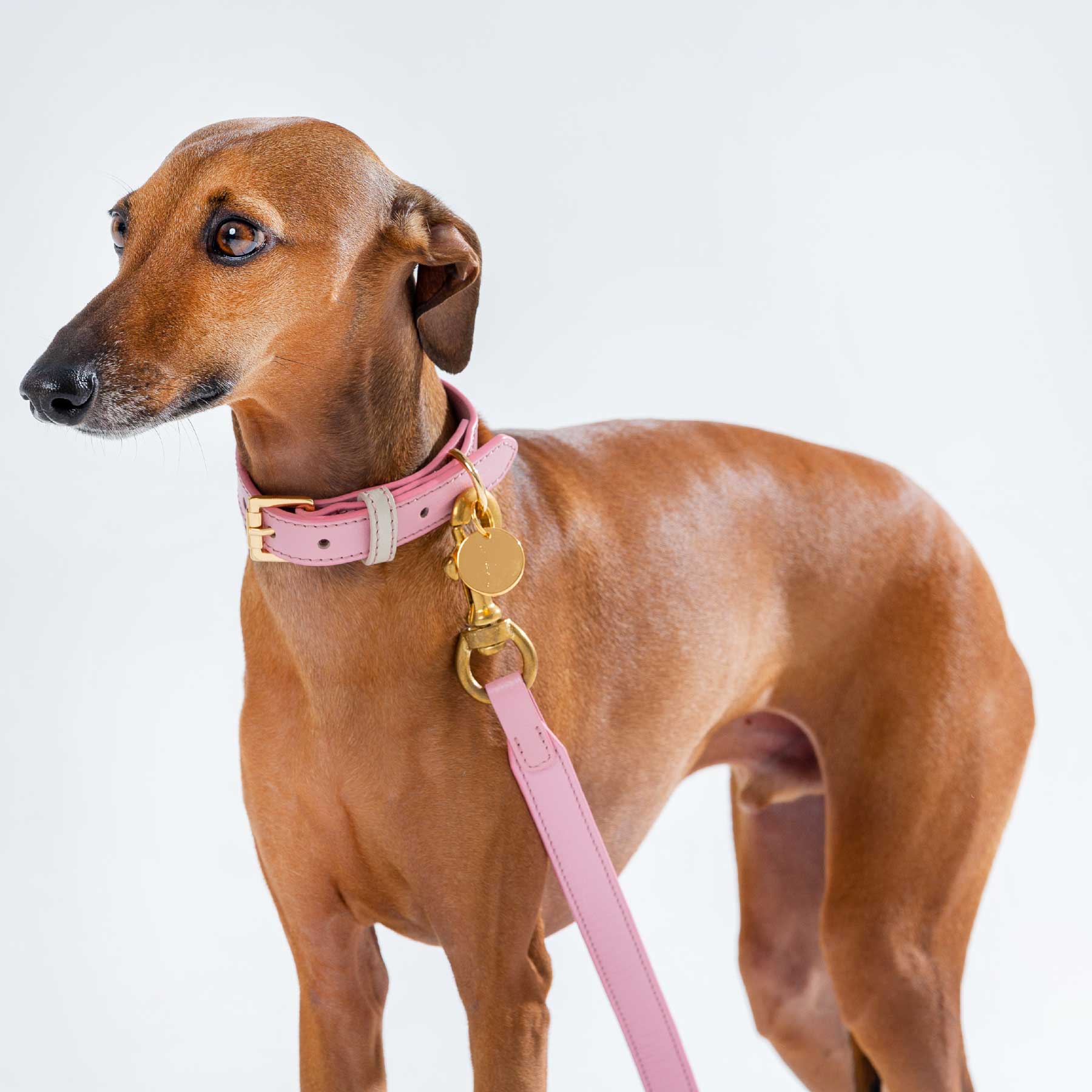 SET COLLAR PINKBLUSH/CREAM + CORREA PINKBLUSH/CREAM