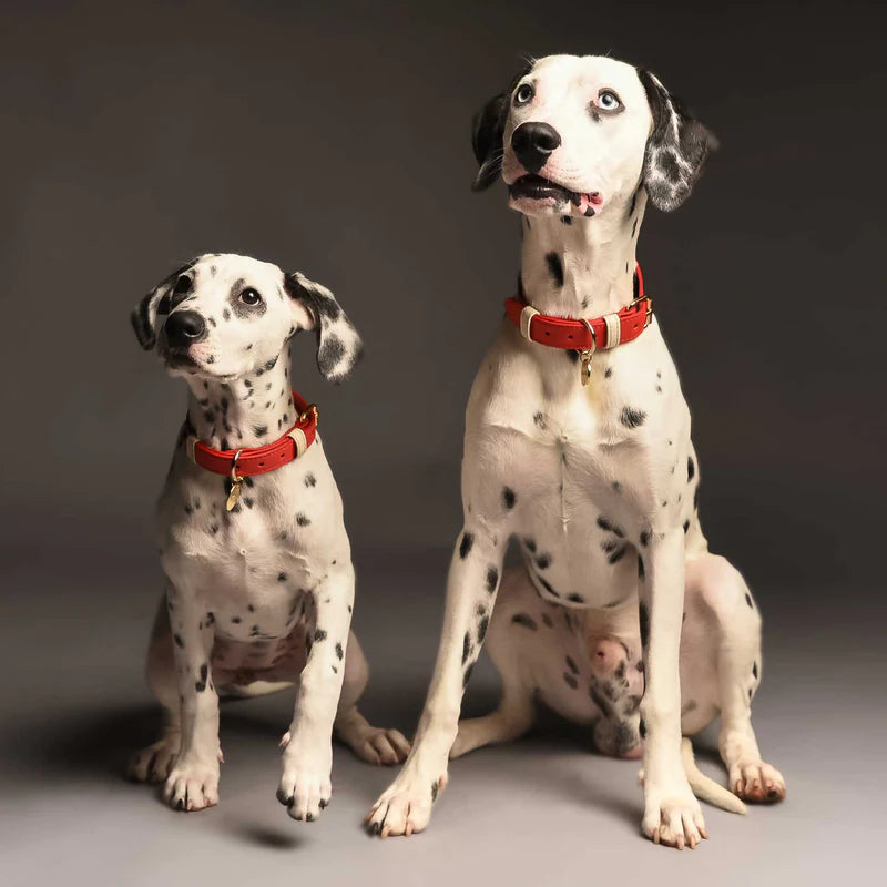 COLLAR MINI XXS CHERRY/CREAM