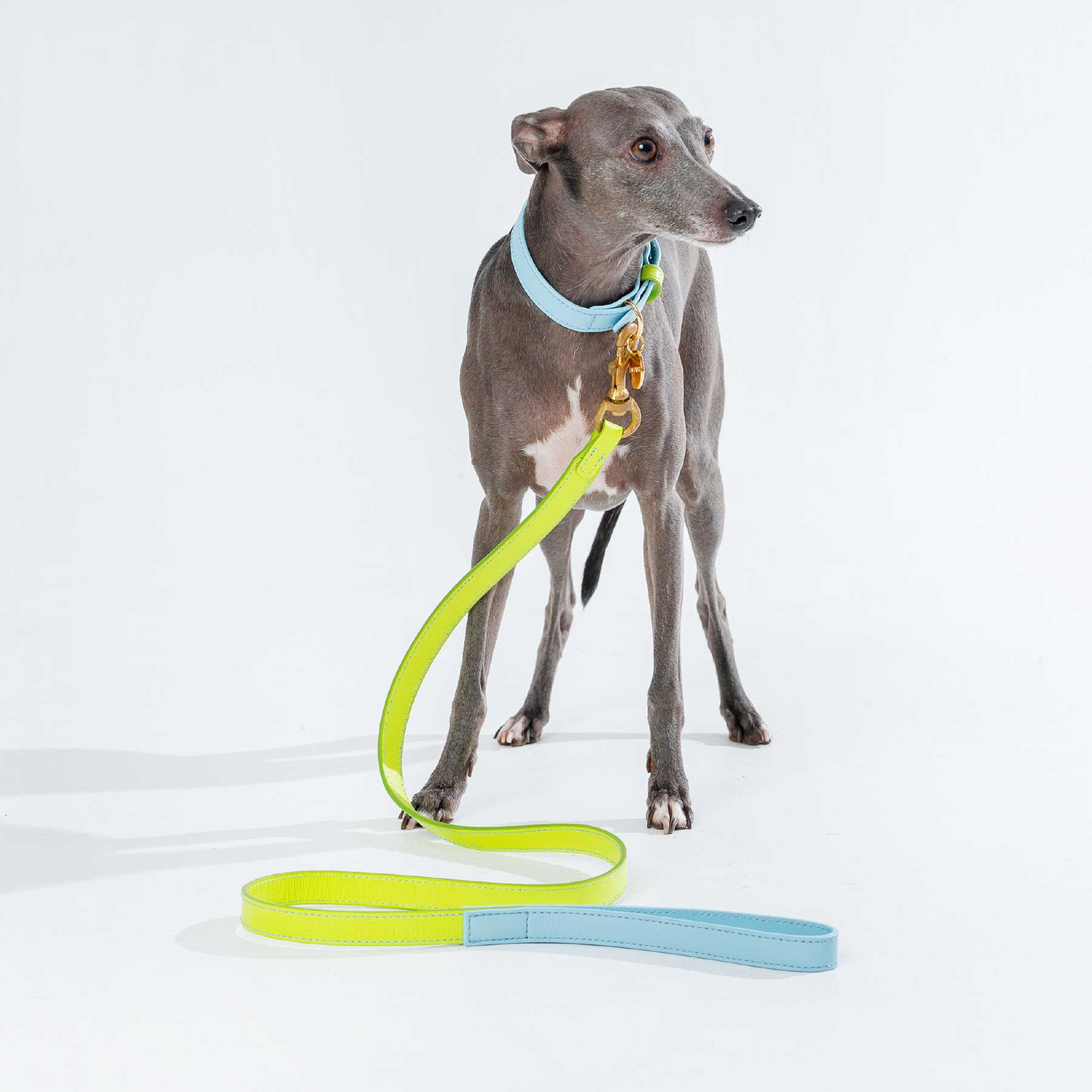 SET COLLAR BABYBLUE/LEMON + CORREA LEMON/BABYBLUE
