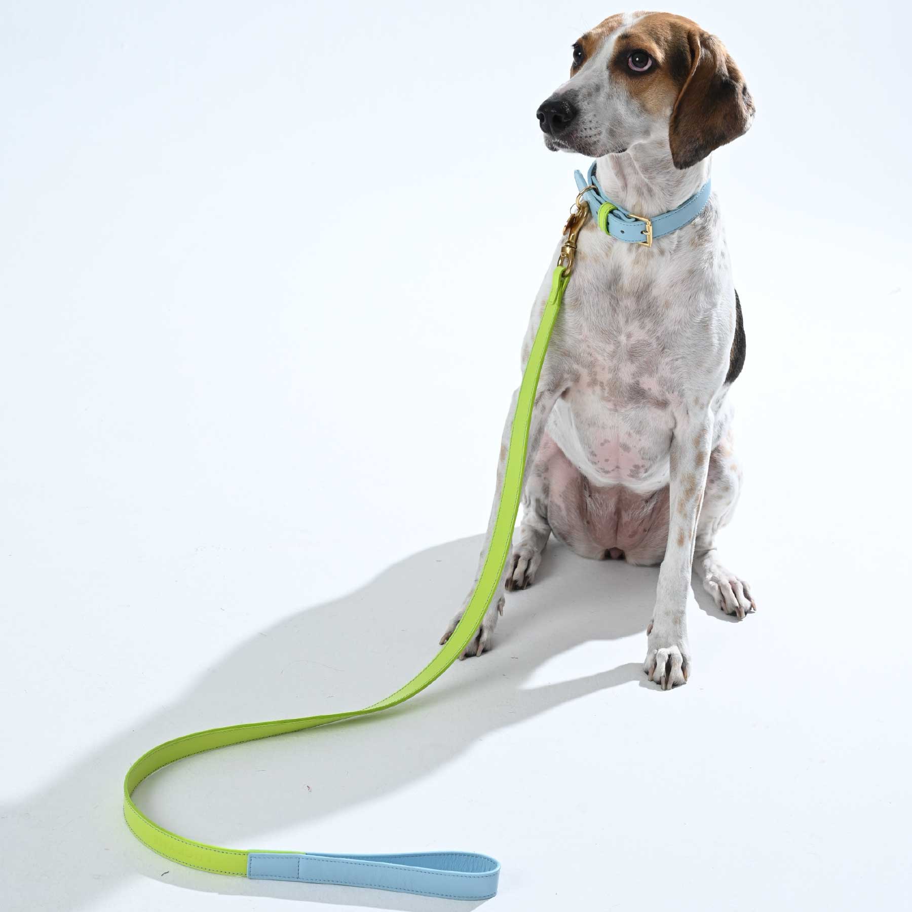 SET COLLAR BABYBLUE/LEMON + CORREA LEMON/BABYBLUE