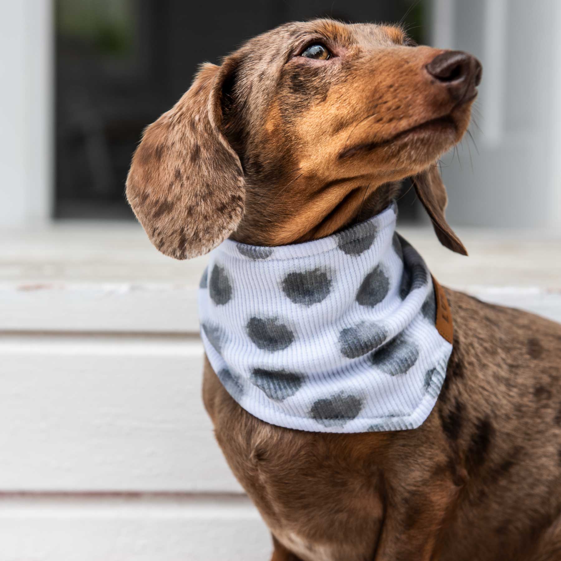 Pañoleta grey dots