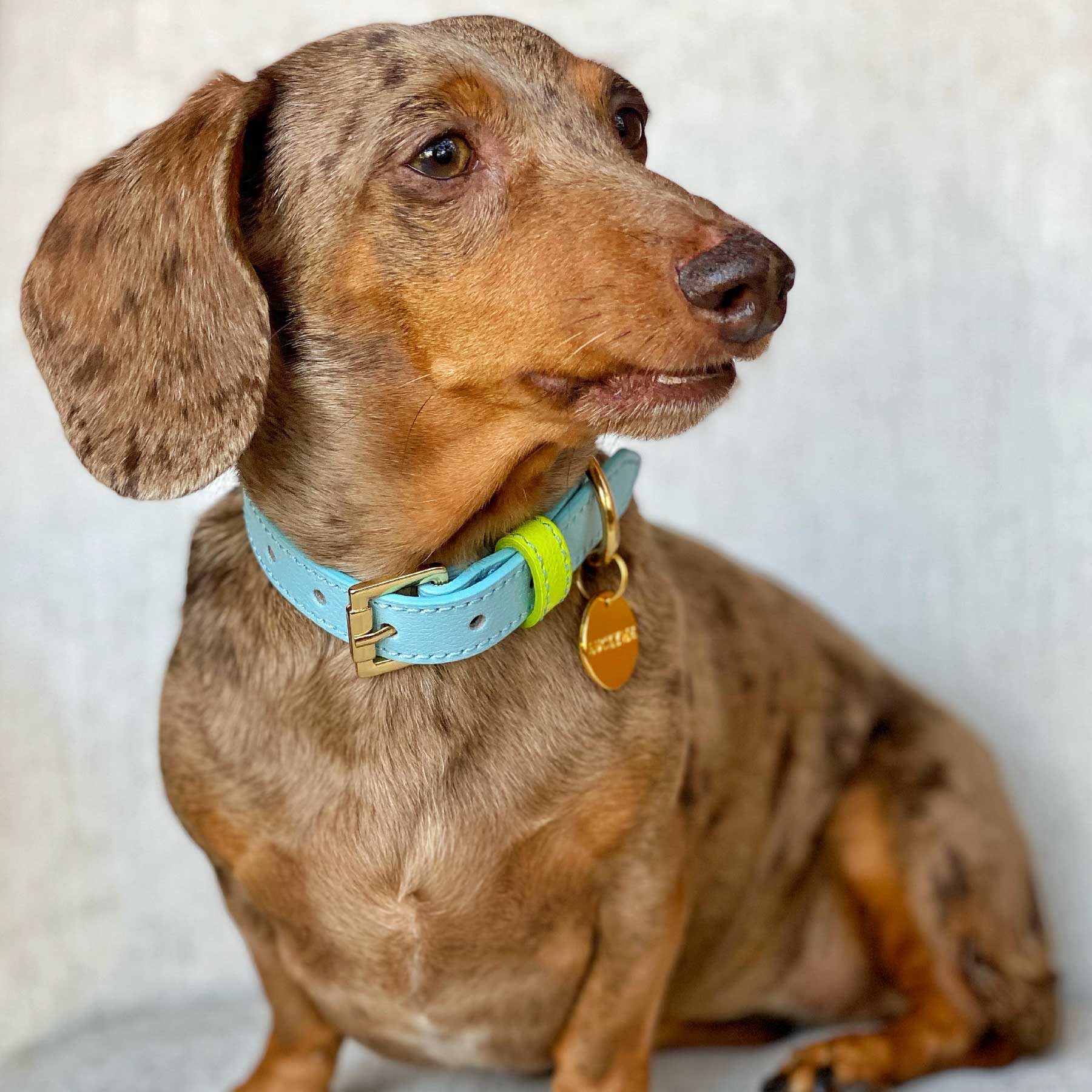 COLLAR BABYBLUE/LEMON
