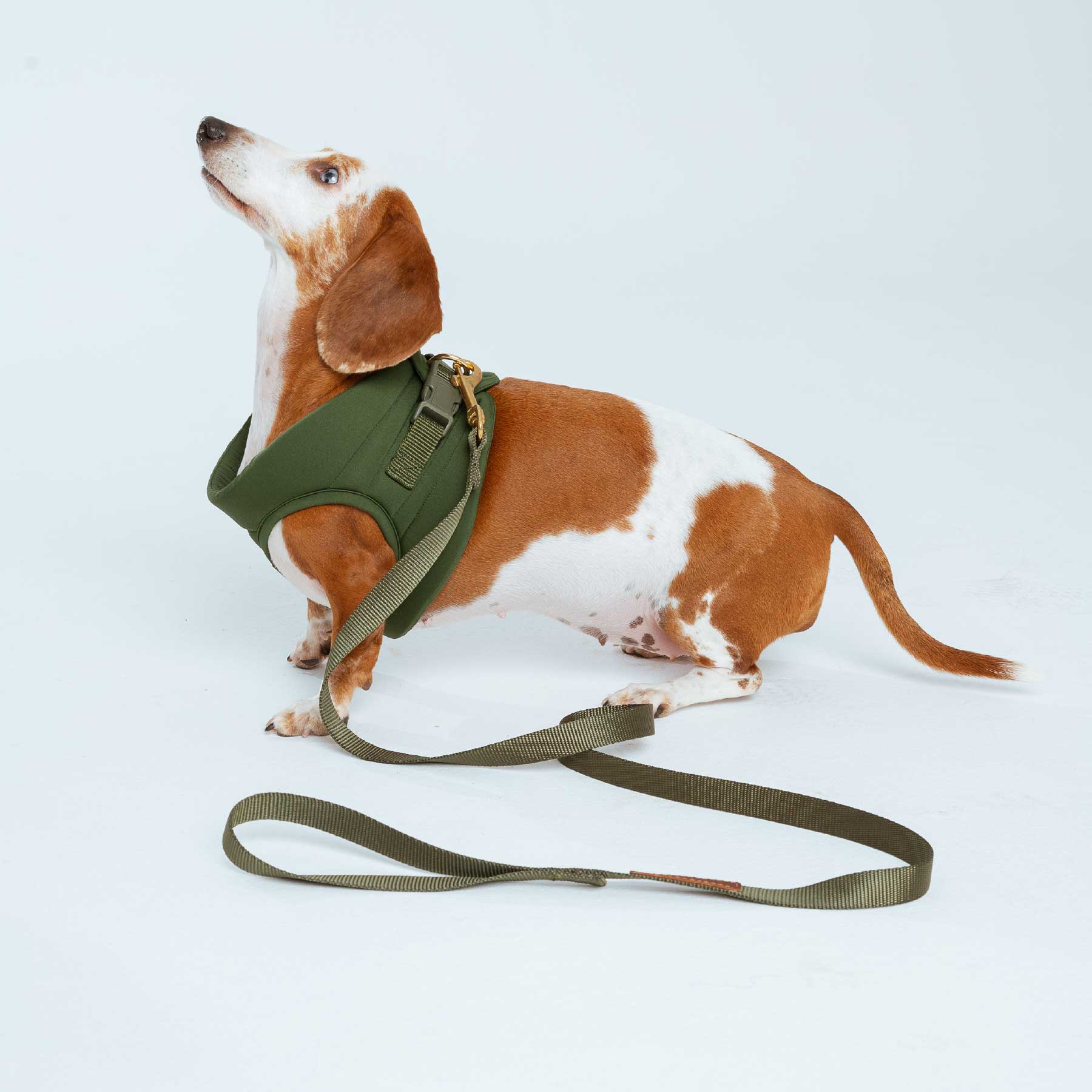 pechera olive + correa olive