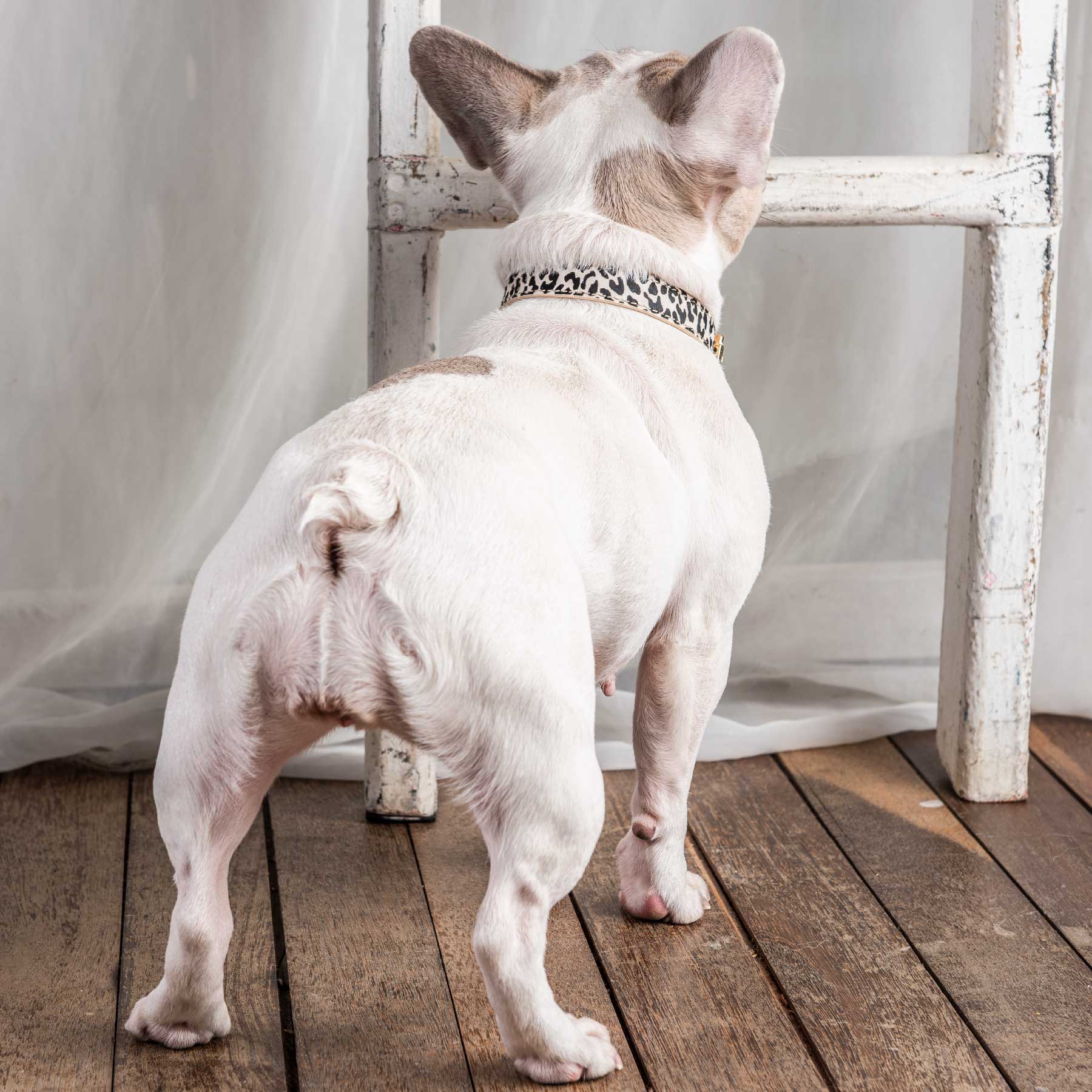 Collar pardus/cream
