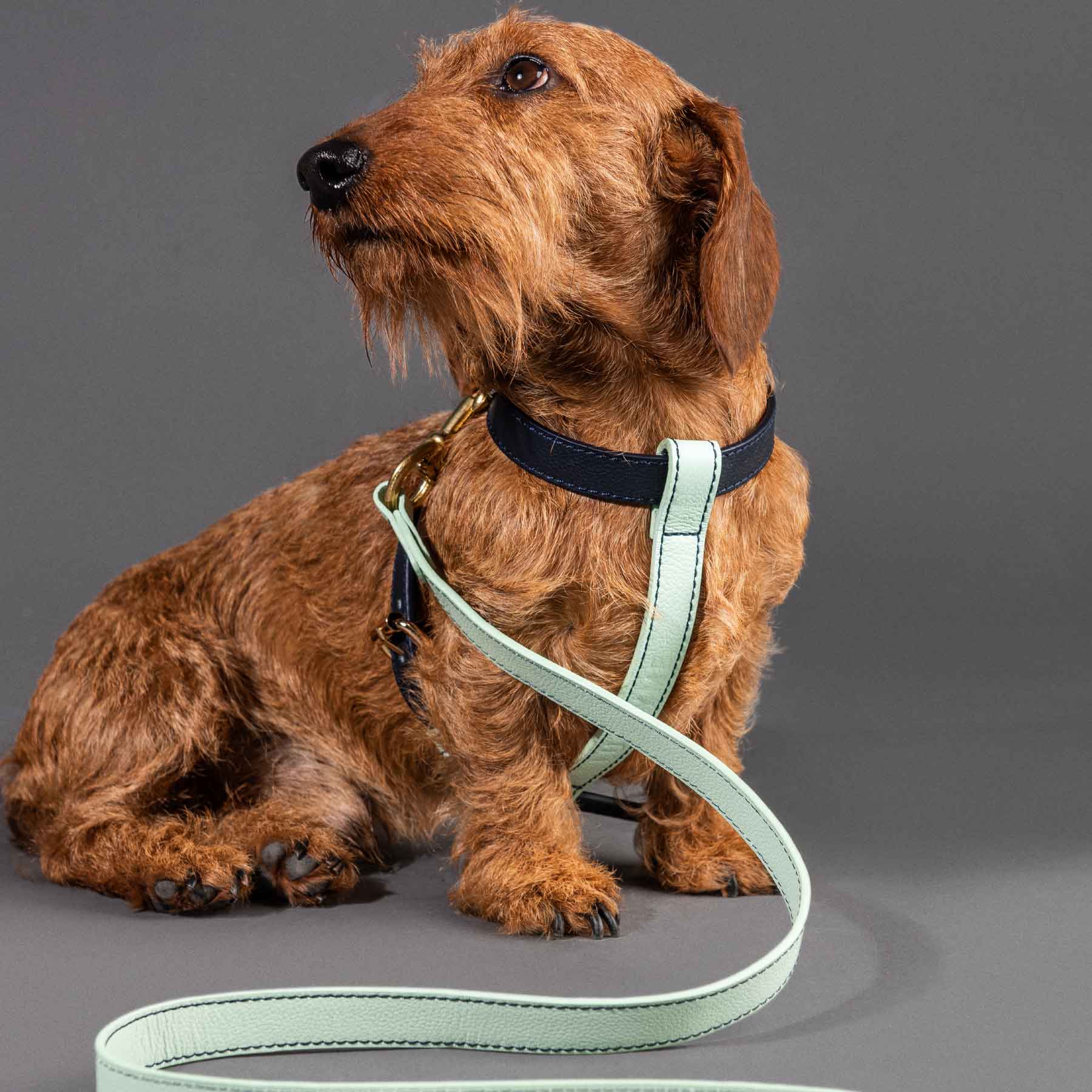 Arnés individual Blueberry/mint