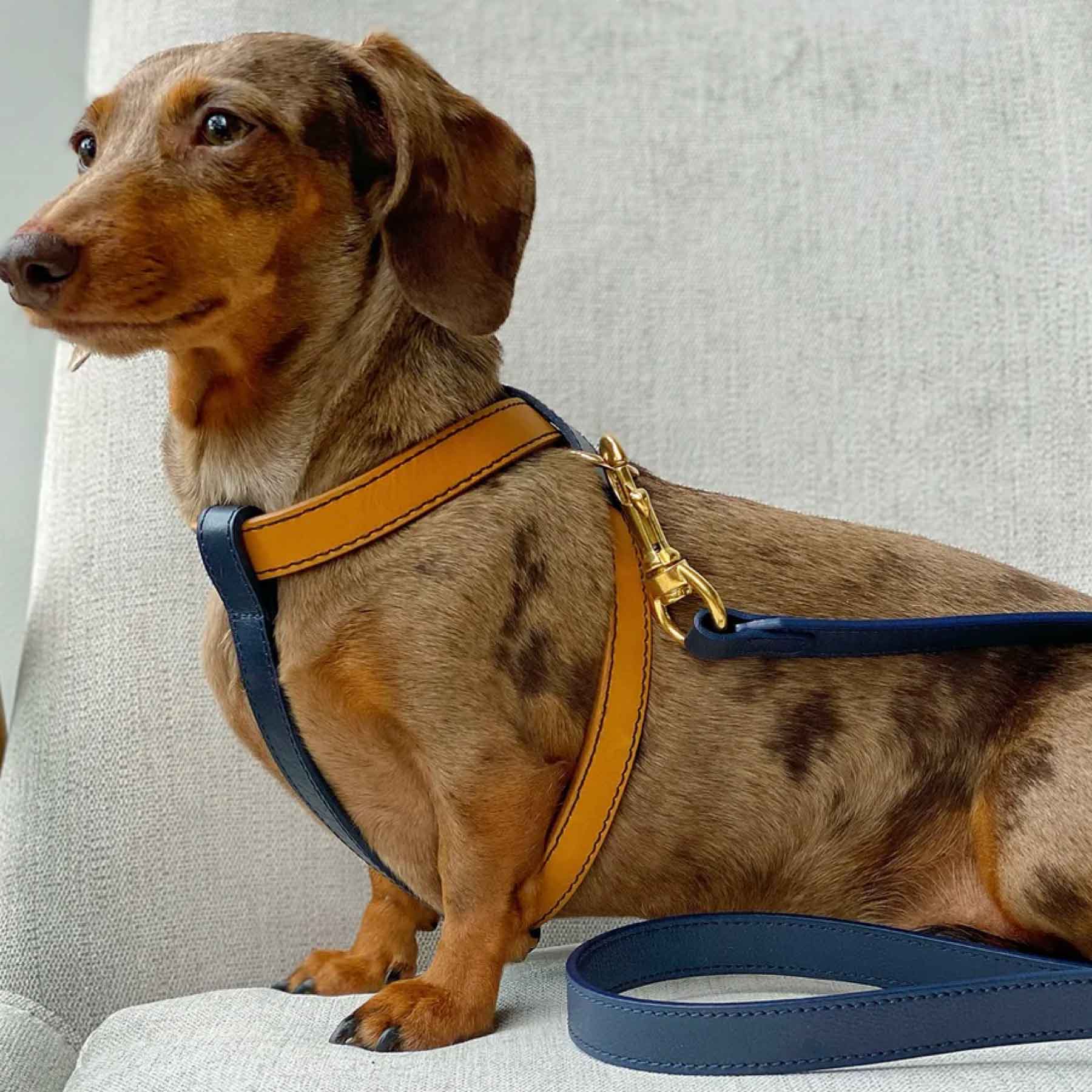 Arnés Individual Coconut/Blueberry