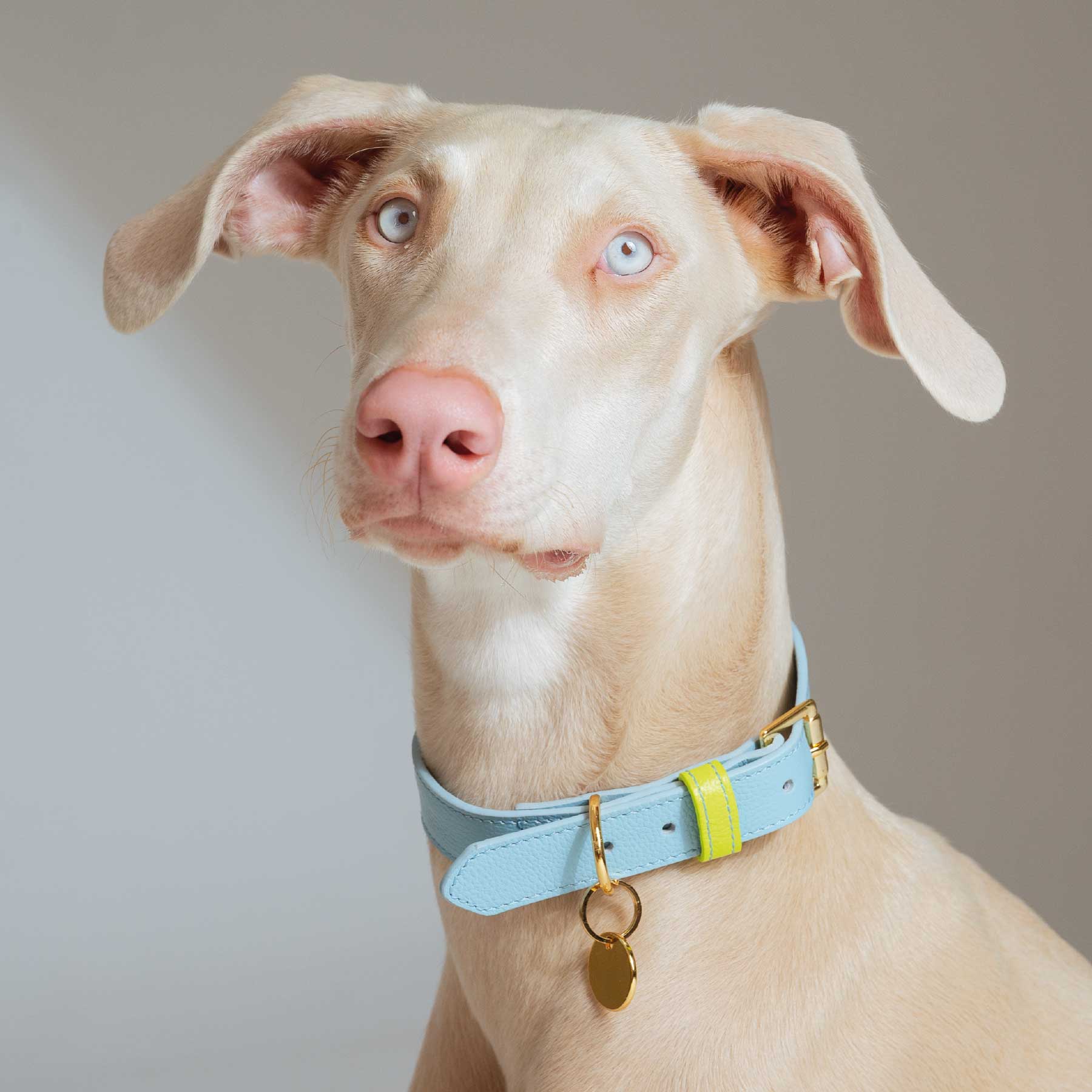 COLLAR BABYBLUE/LEMON